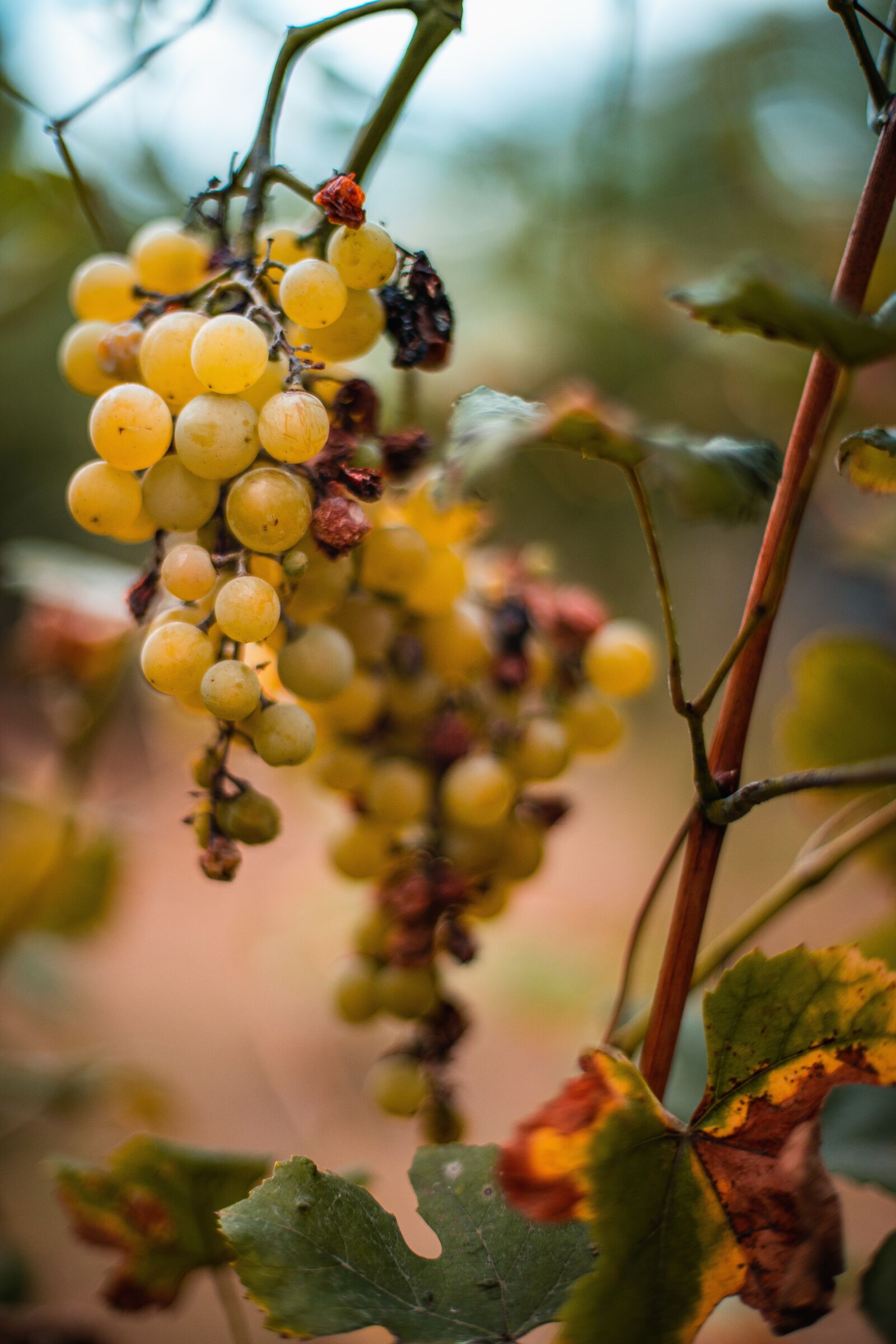 Canon EF 50mm F1.4 USM sample photo. Autumn, grapes, vanishing photography