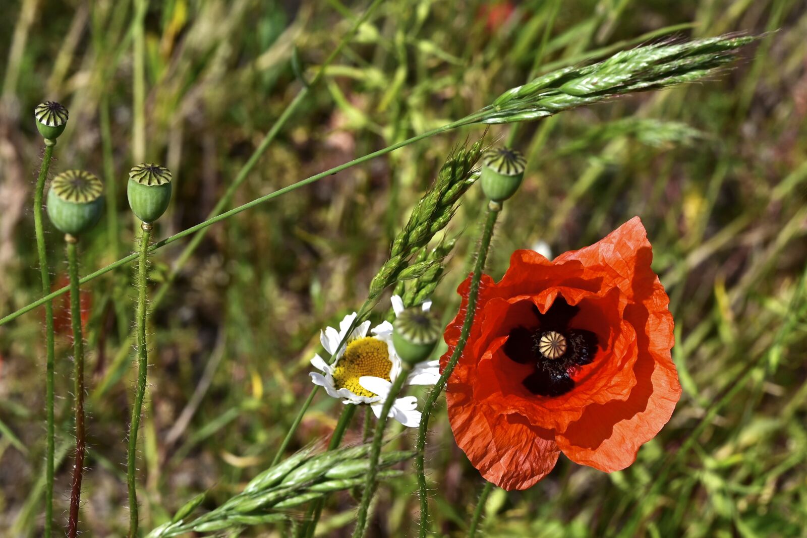 Nikon Z6 sample photo. Poppy, poppy flower, meadow photography