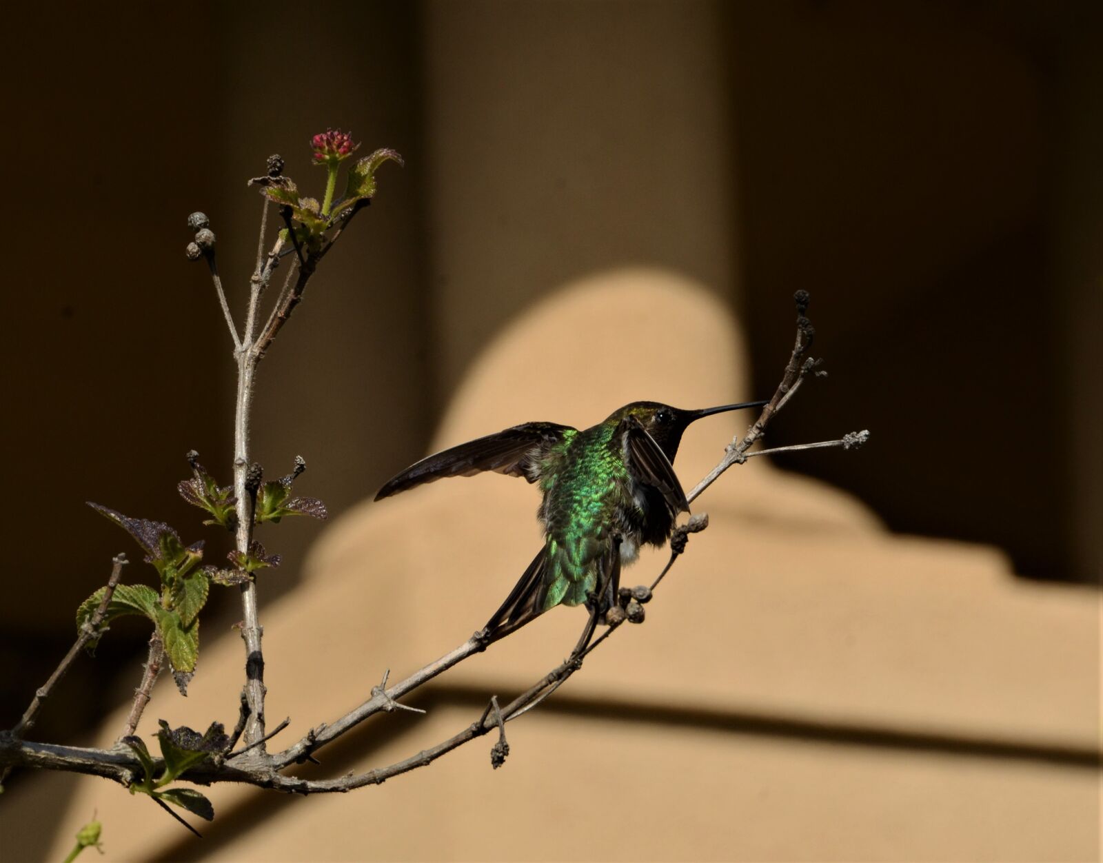 Nikon D7000 sample photo. Hummingbird, bird, nature photography