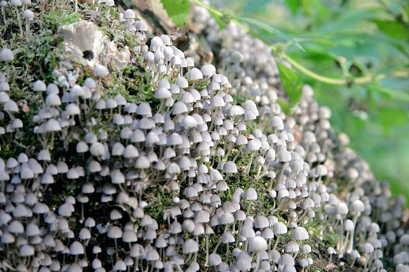 Canon EOS 20D sample photo. Mushrooms, many, forest mushroom photography