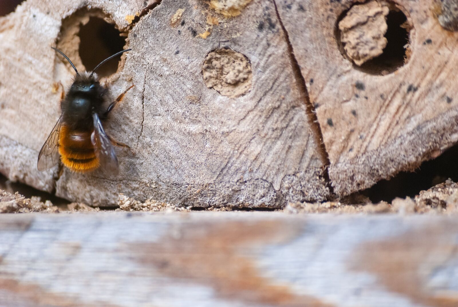 Nikon D80 sample photo. Nature, wood, house photography