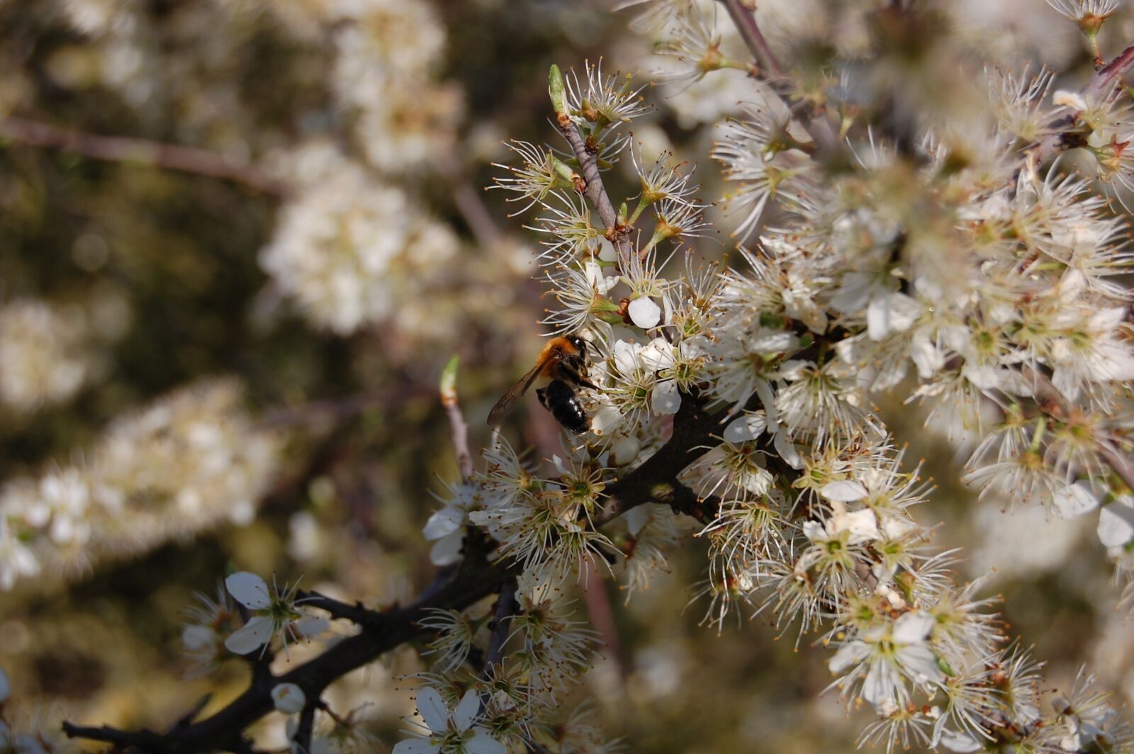 Nikon D40 sample photo. Flowers, white, nature photography