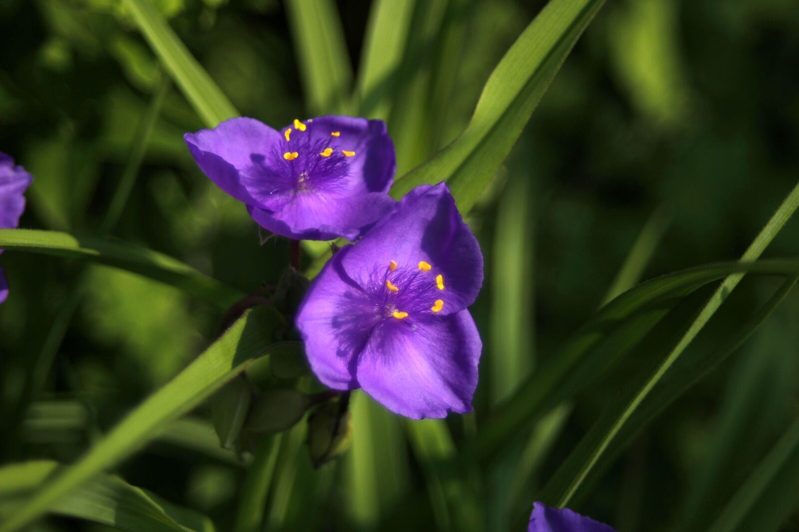 Canon EF 28-70mm f/3.5-4.5 sample photo. Often delivered with, irises photography