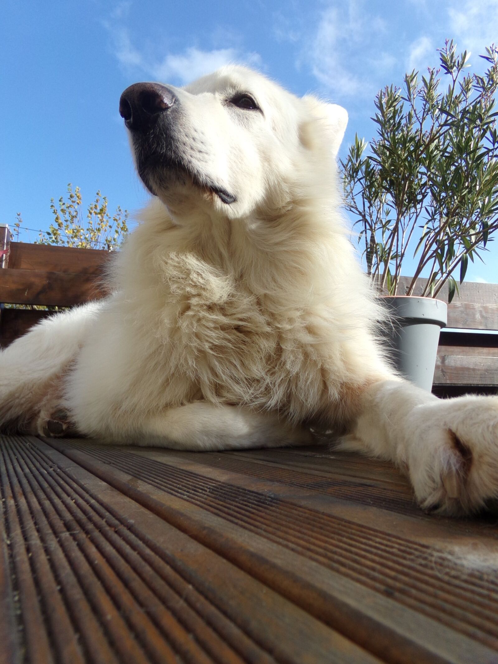 Kodak PIXPRO AZ251 sample photo. Dog, canine, cute photography