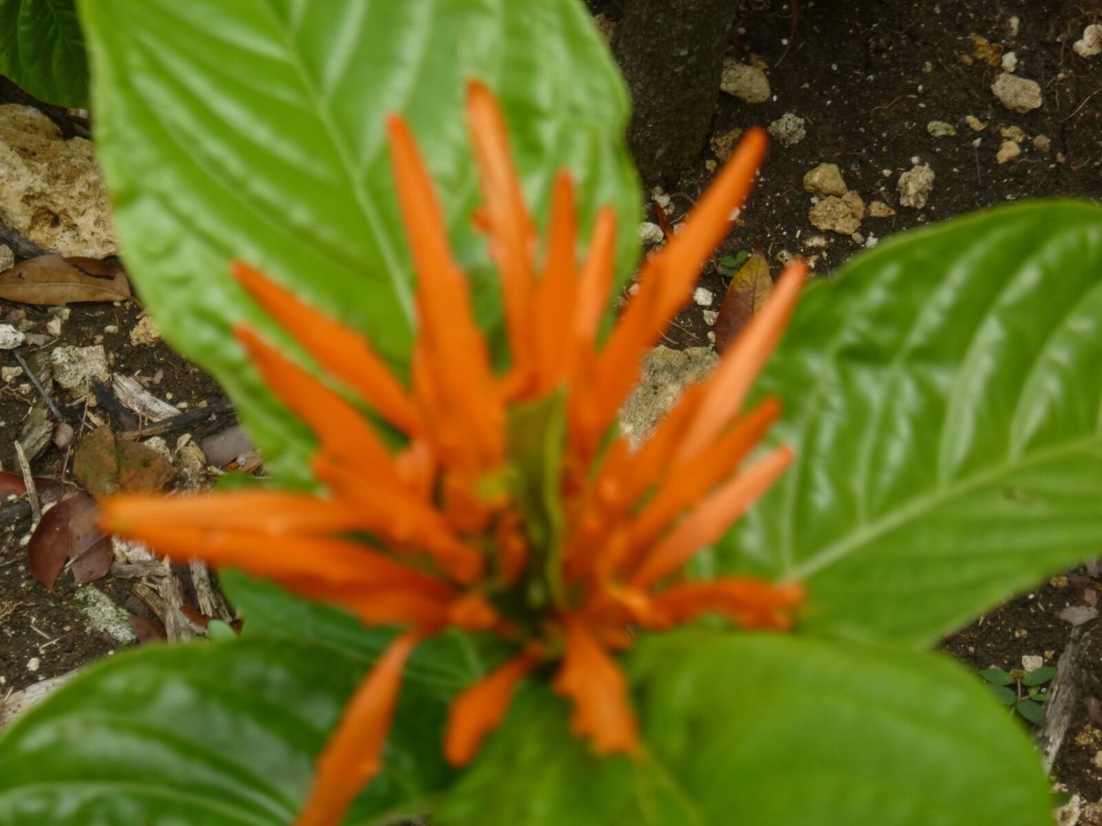 Panasonic DMC-TS25 sample photo. "Orange, flower, tropical" photography