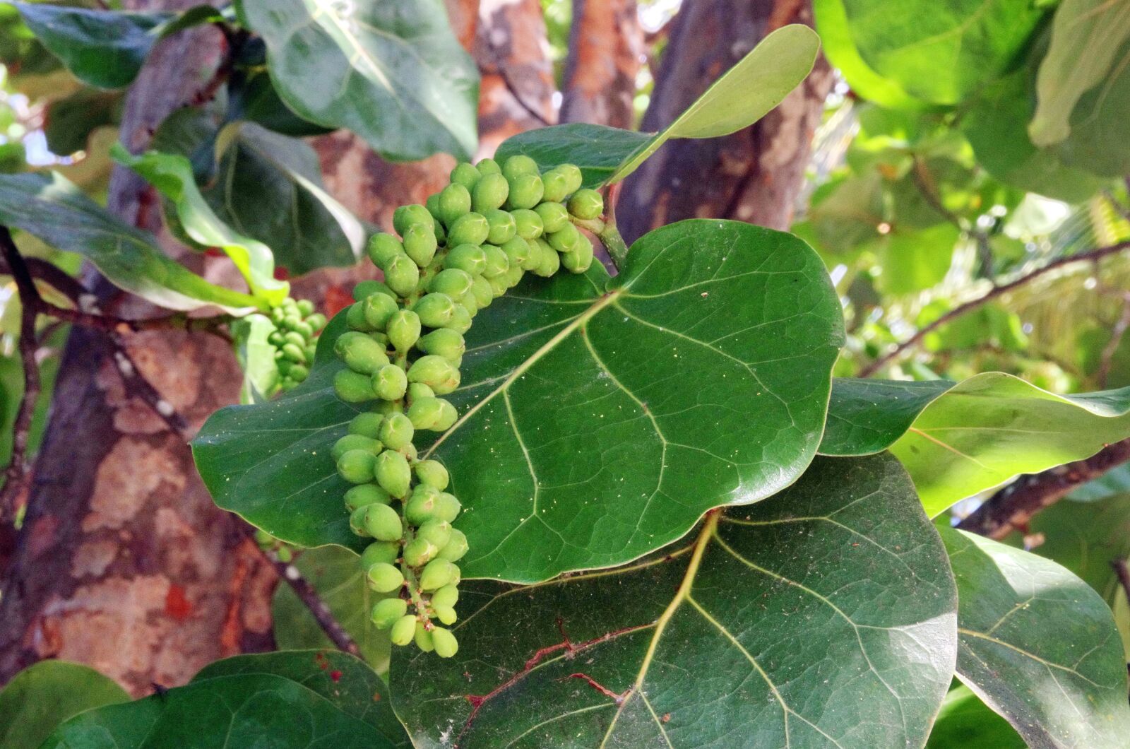 Pentax K-5 sample photo. Raisinier, sea grape, coccoloba photography