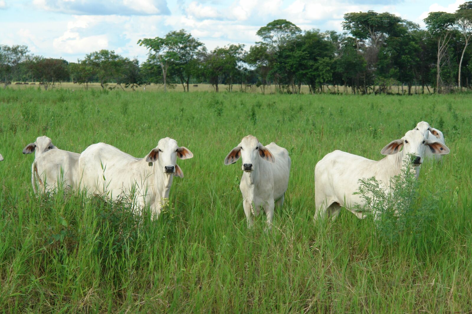 Sony DSC-R1 sample photo. Having you, cattle photography