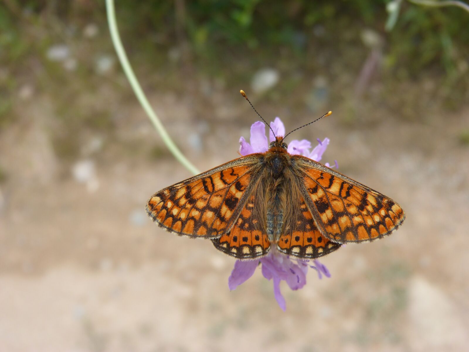Panasonic DMC-FZ62 sample photo. Butterfly, damero knapweed, melitaea photography