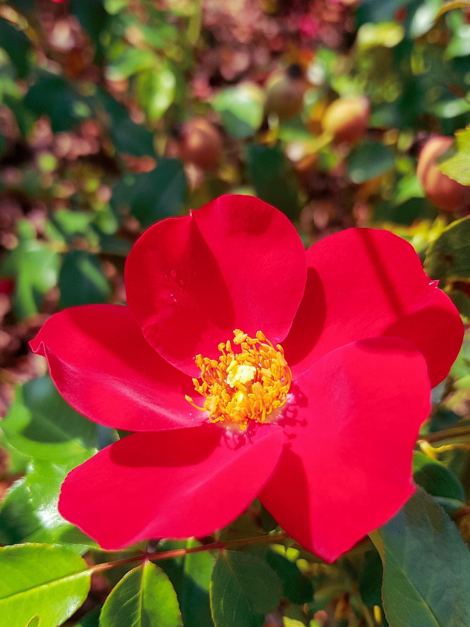 Samsung Galaxy S8+ Rear Camera sample photo. Flower, red flower, nature photography