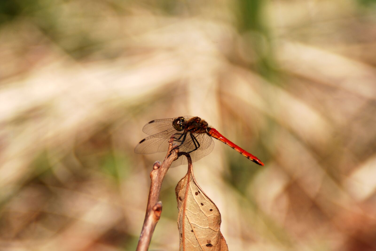 Nikon D40X sample photo. Dragonfly, bug, insect photography