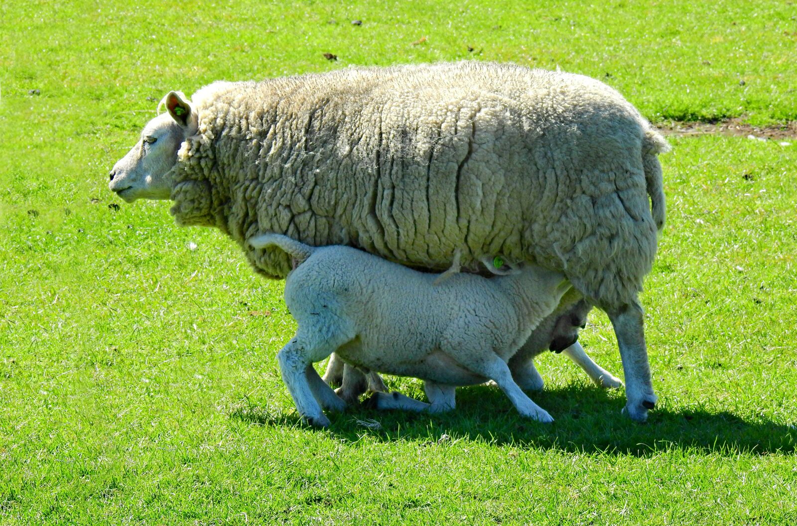Nikon D750 sample photo. Sheep, mammal, animal photography