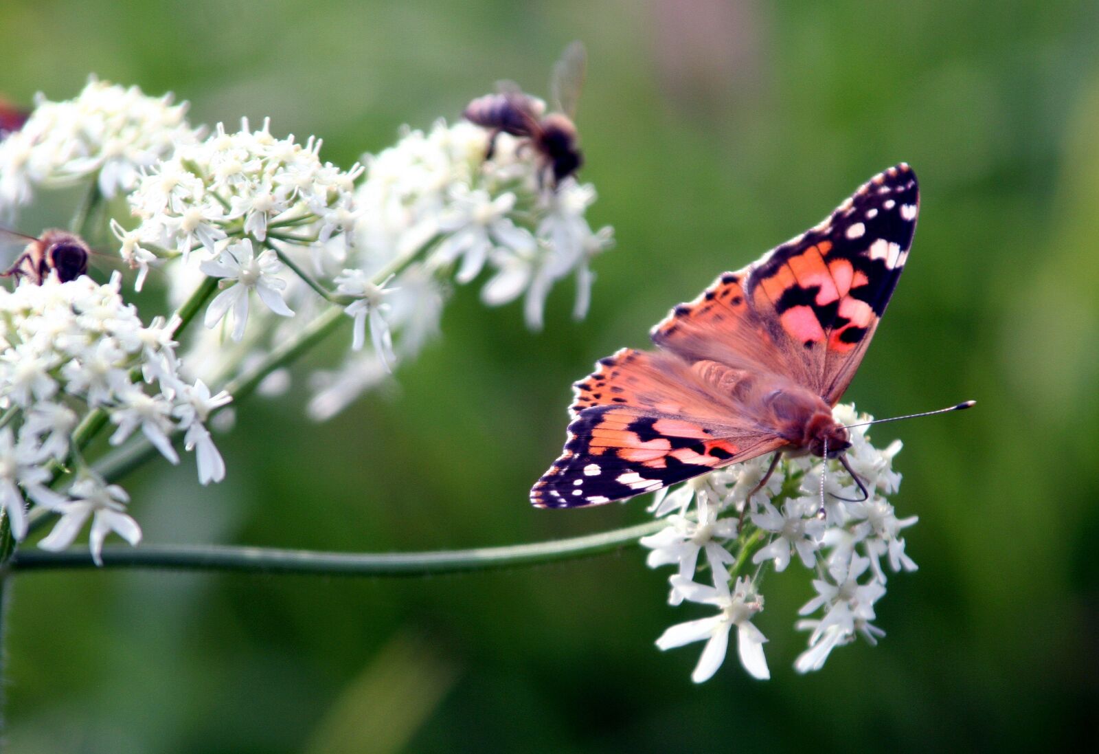 Canon EOS 350D (EOS Digital Rebel XT / EOS Kiss Digital N) sample photo. Butterfly, insect, flower photography