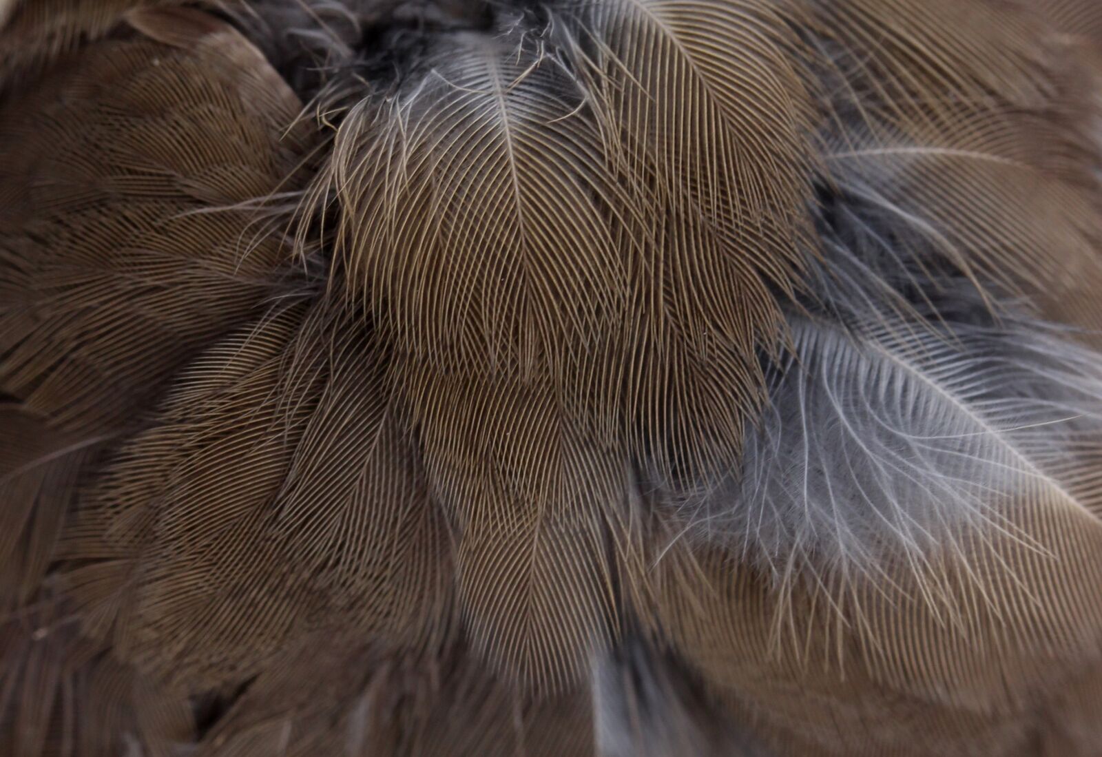 Canon EF-S 60mm F2.8 Macro USM sample photo. Snowflakes, feather, birds photography