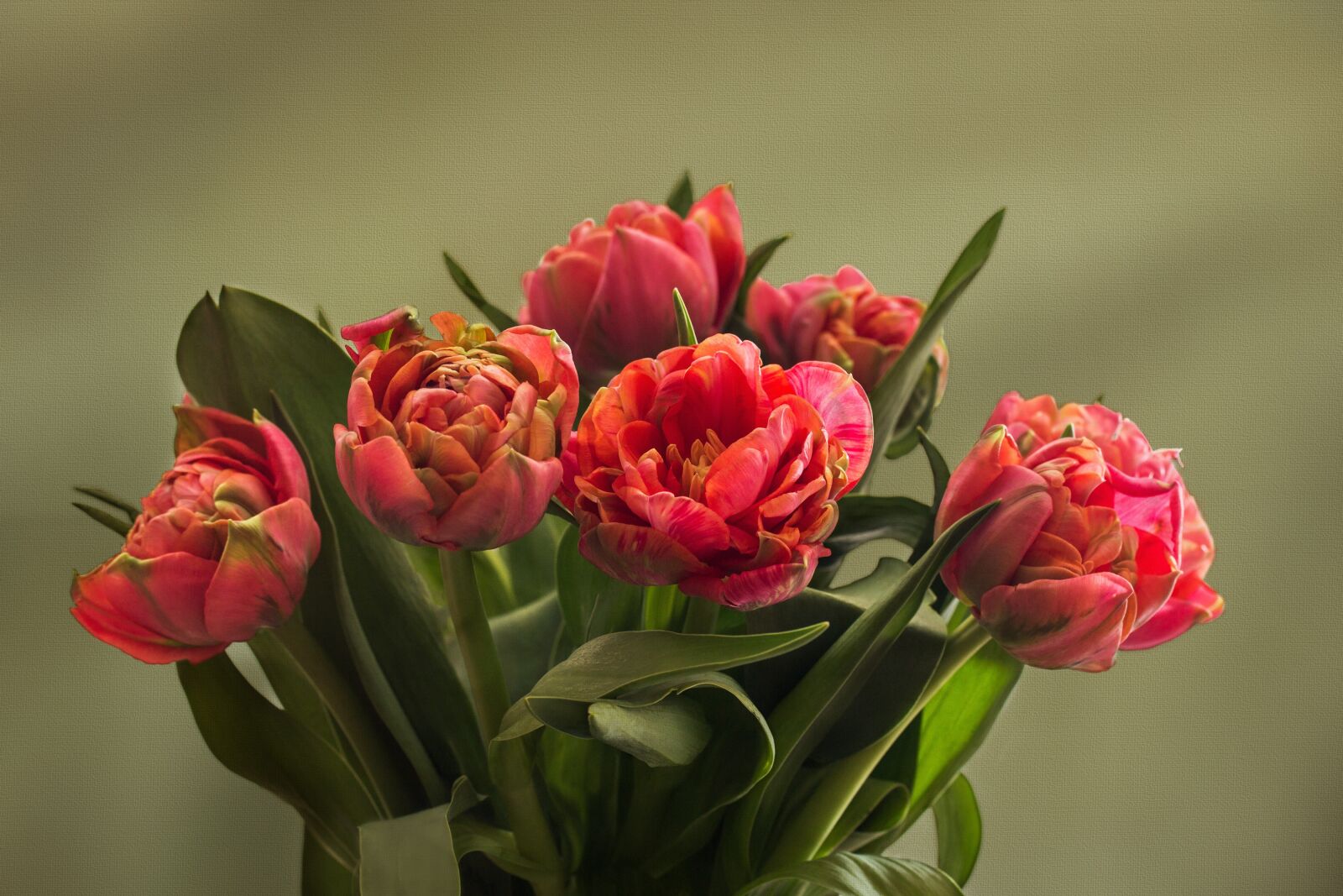 Canon EF-S 60mm F2.8 Macro USM sample photo. Nature, flowers, tulip bouquet photography