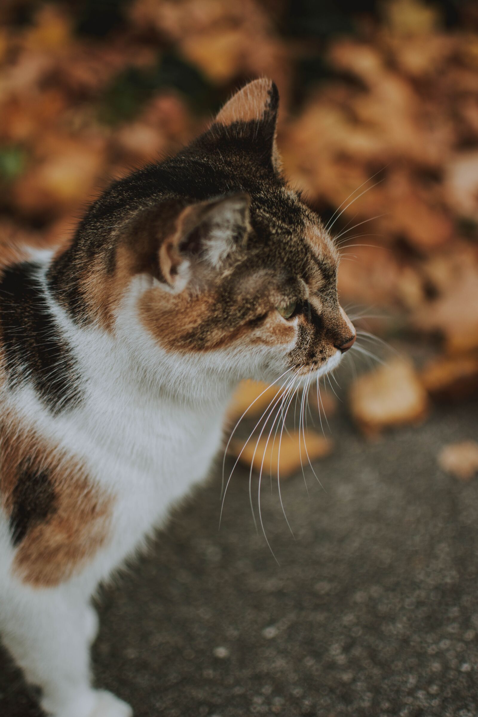 Nikon D5200 sample photo. Cat, autumn, autumn mood photography