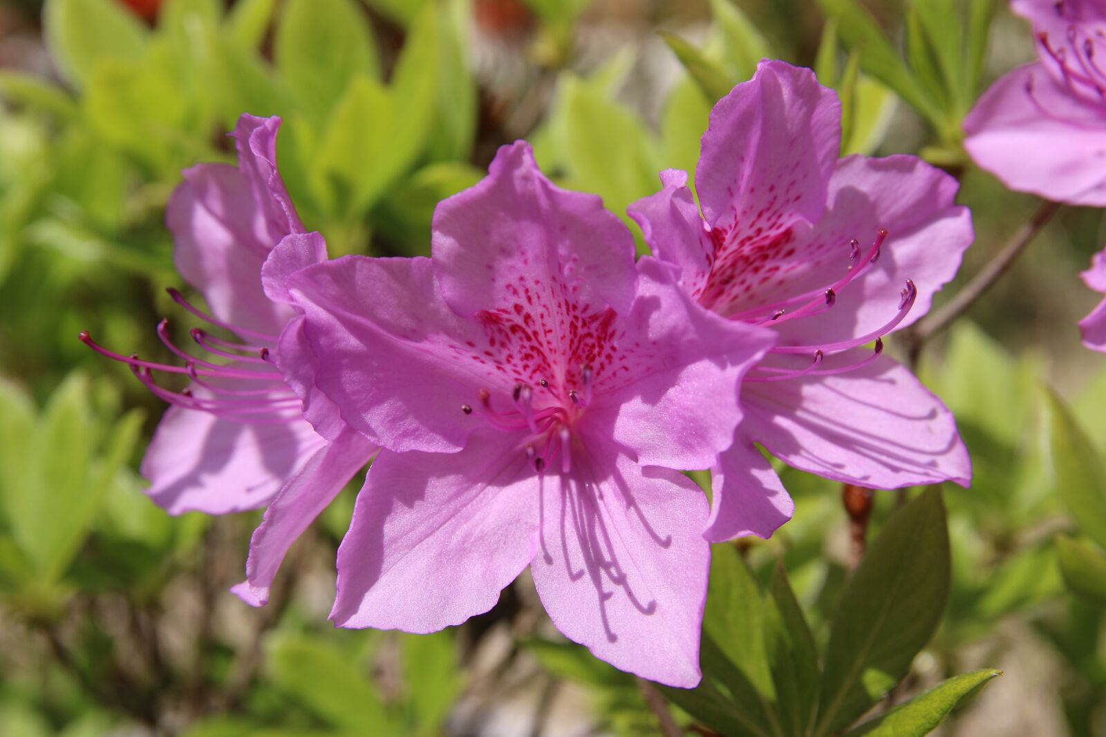 Canon EOS 7D Mark II sample photo. Azalea, azalea flowers, spring photography