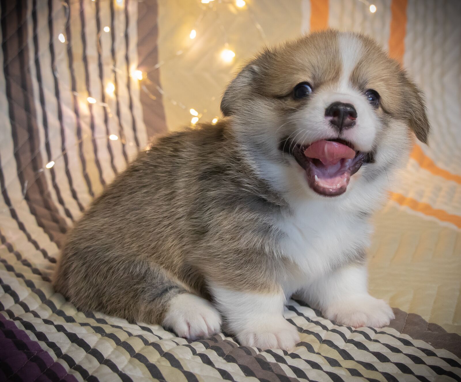 Canon EF-S 18-135mm F3.5-5.6 IS USM sample photo. Welsh corgi pembroke, corgi photography
