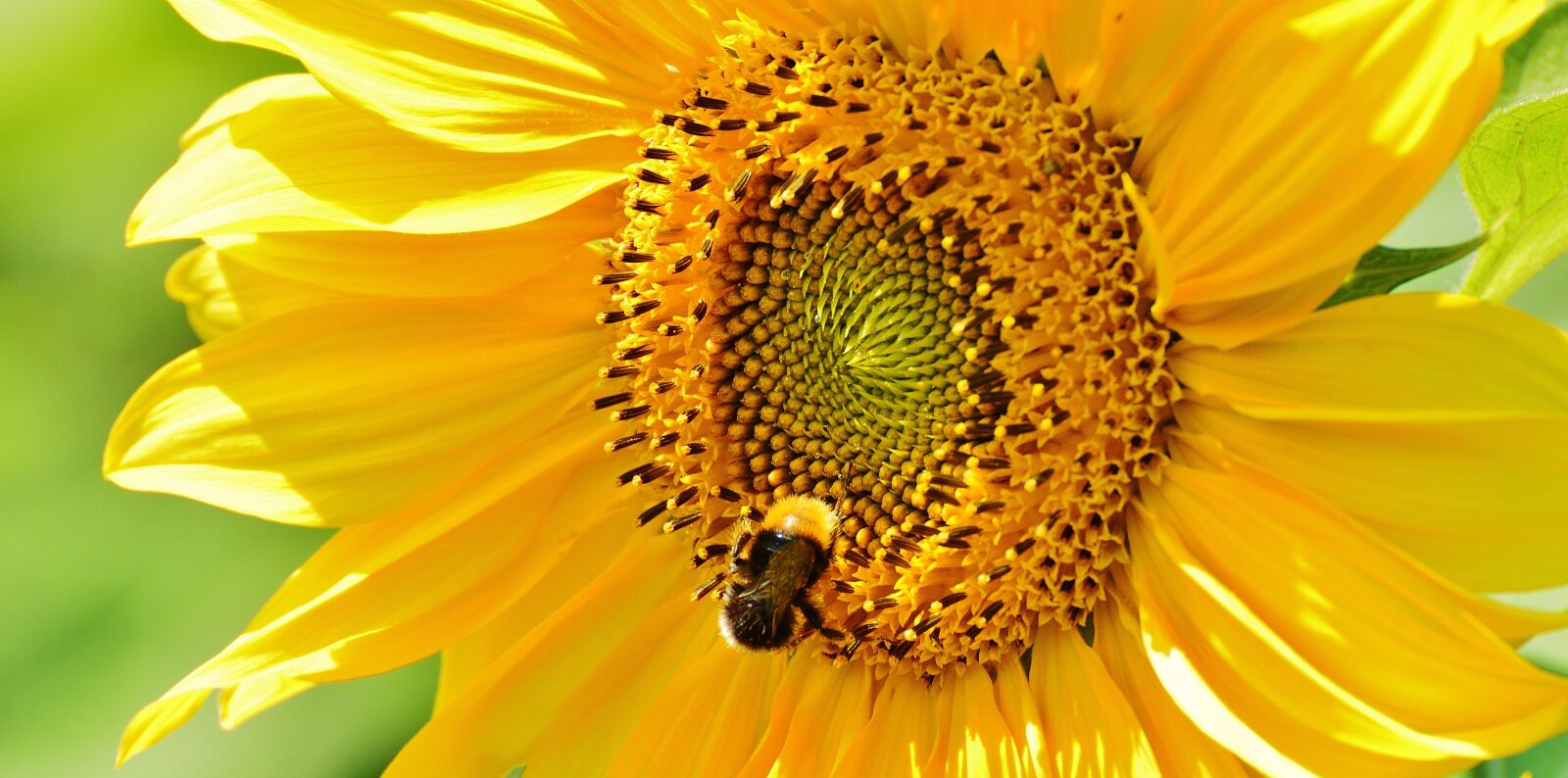 Nikon D3200 sample photo. Sunflower, hummel, summer photography