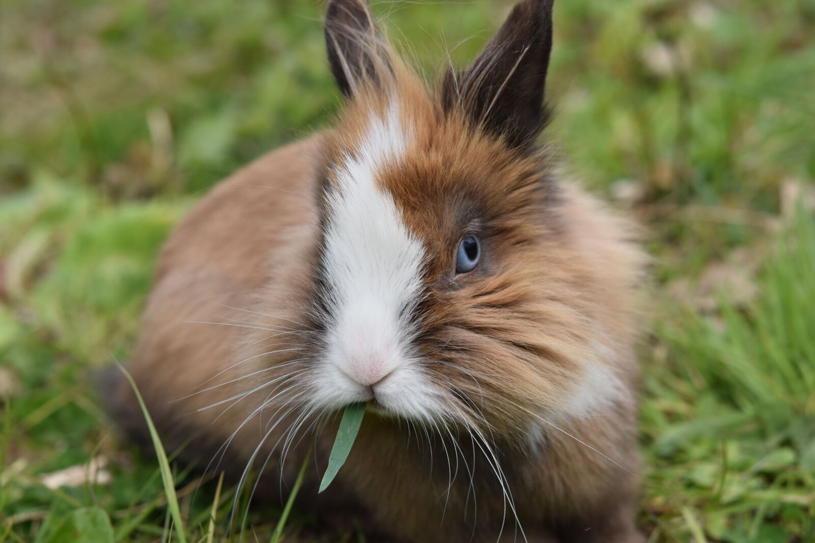 Nikon D5600 sample photo. Rabbit, dwarf rabbit, rabbit photography