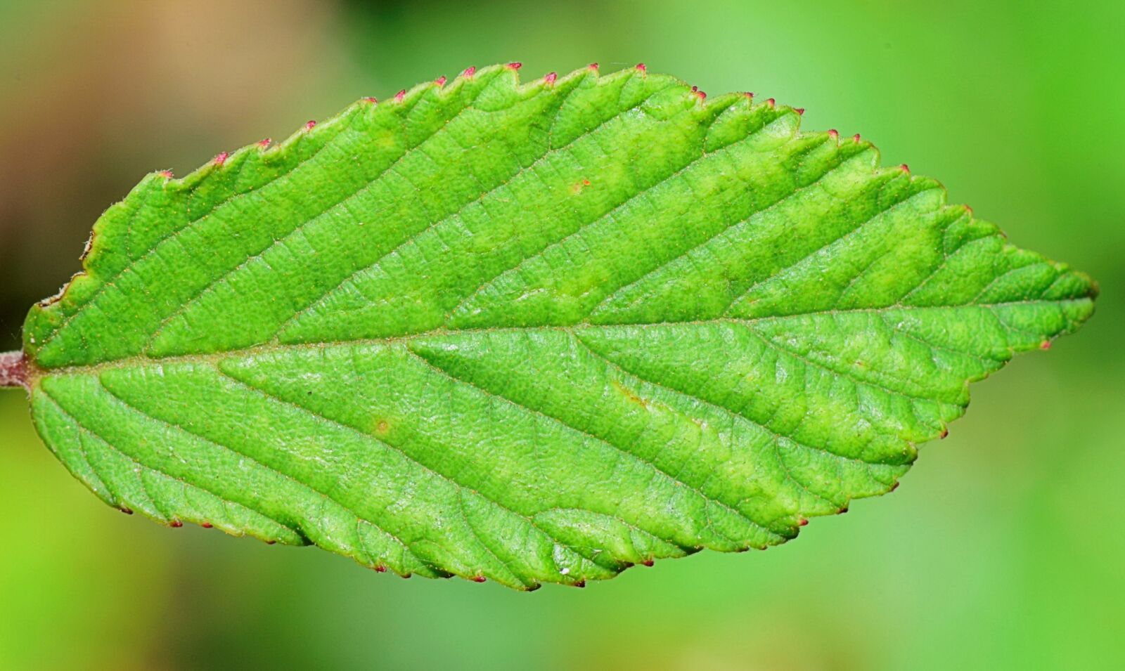 Nikon D5300 sample photo. Nature, green, tree photography