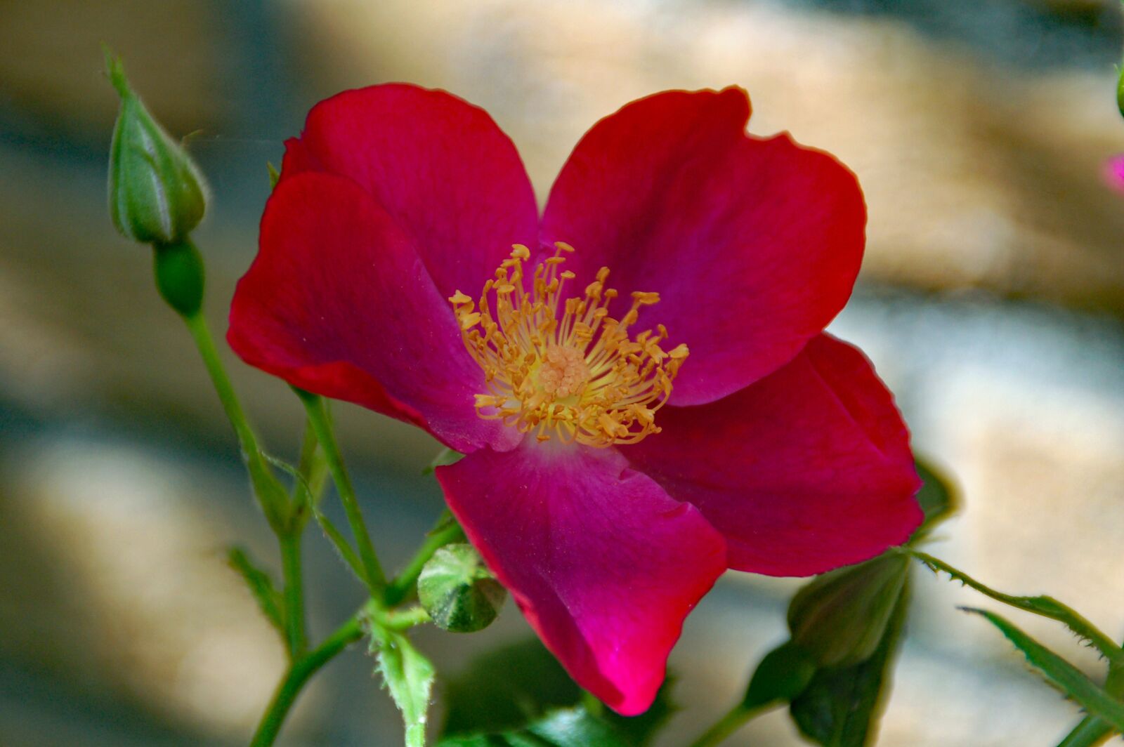 Nikon D50 sample photo. Flower, pink, nature photography
