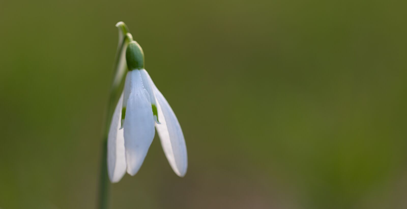Canon EOS 6D Mark II sample photo. Snowdrop, spring, flower photography
