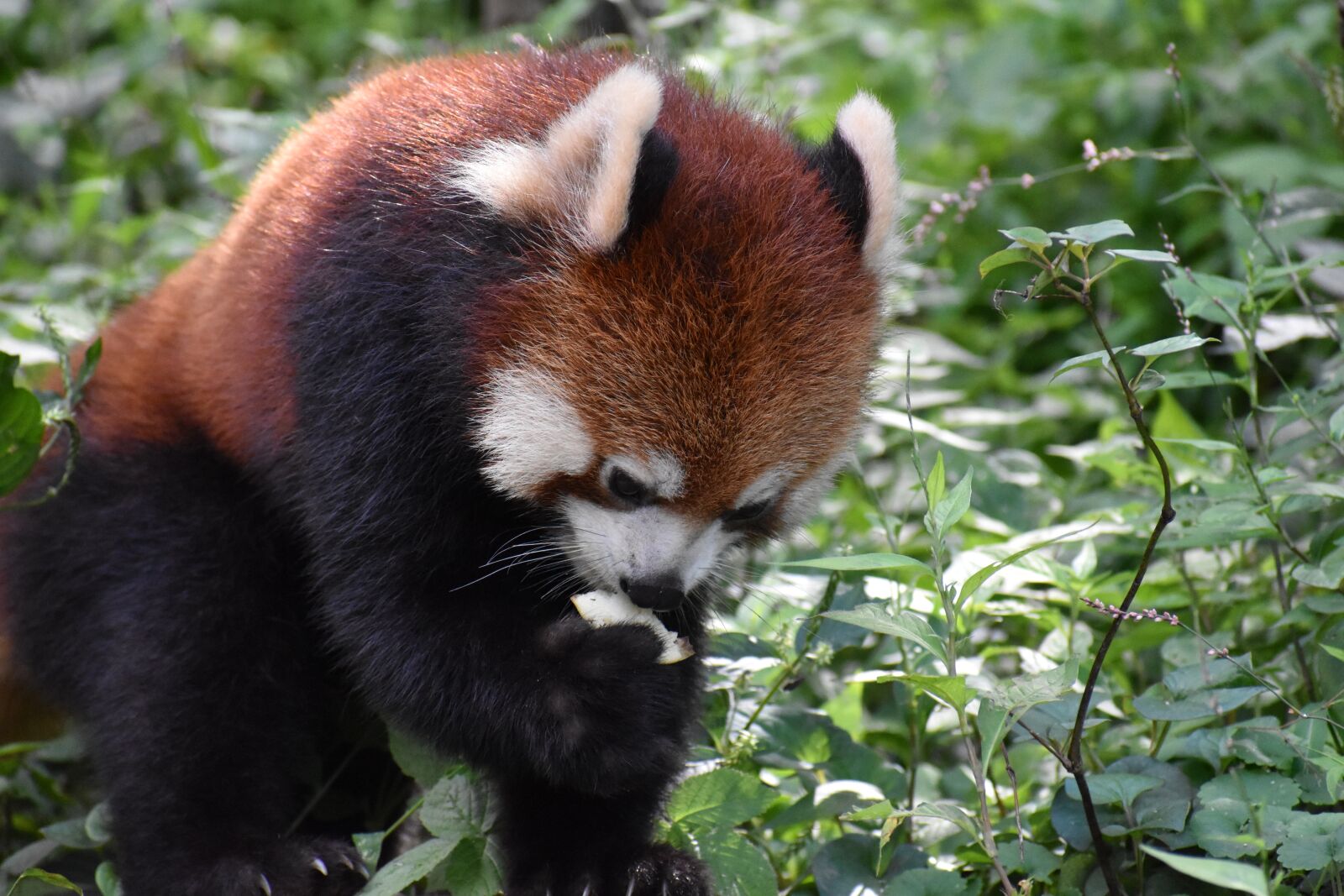 Nikon D5600 sample photo. Zoo, animal, red photography
