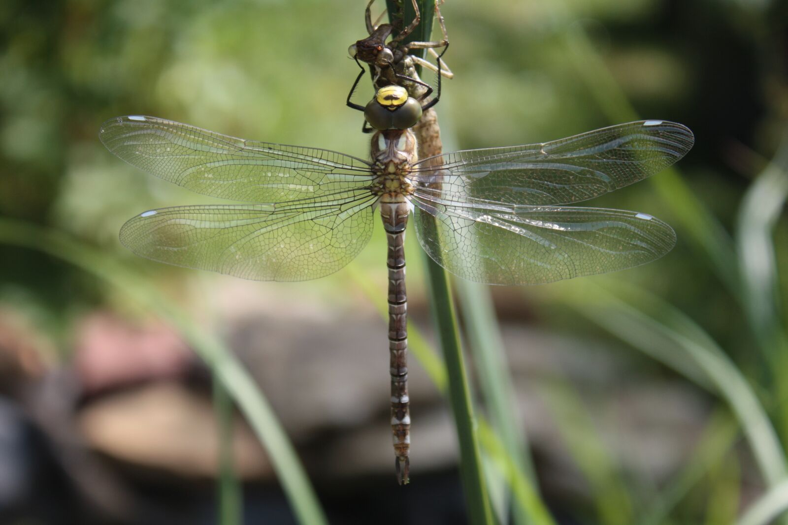 Canon EOS 450D (EOS Rebel XSi / EOS Kiss X2) sample photo. Dragonfly, dragonflies, aeshna photography