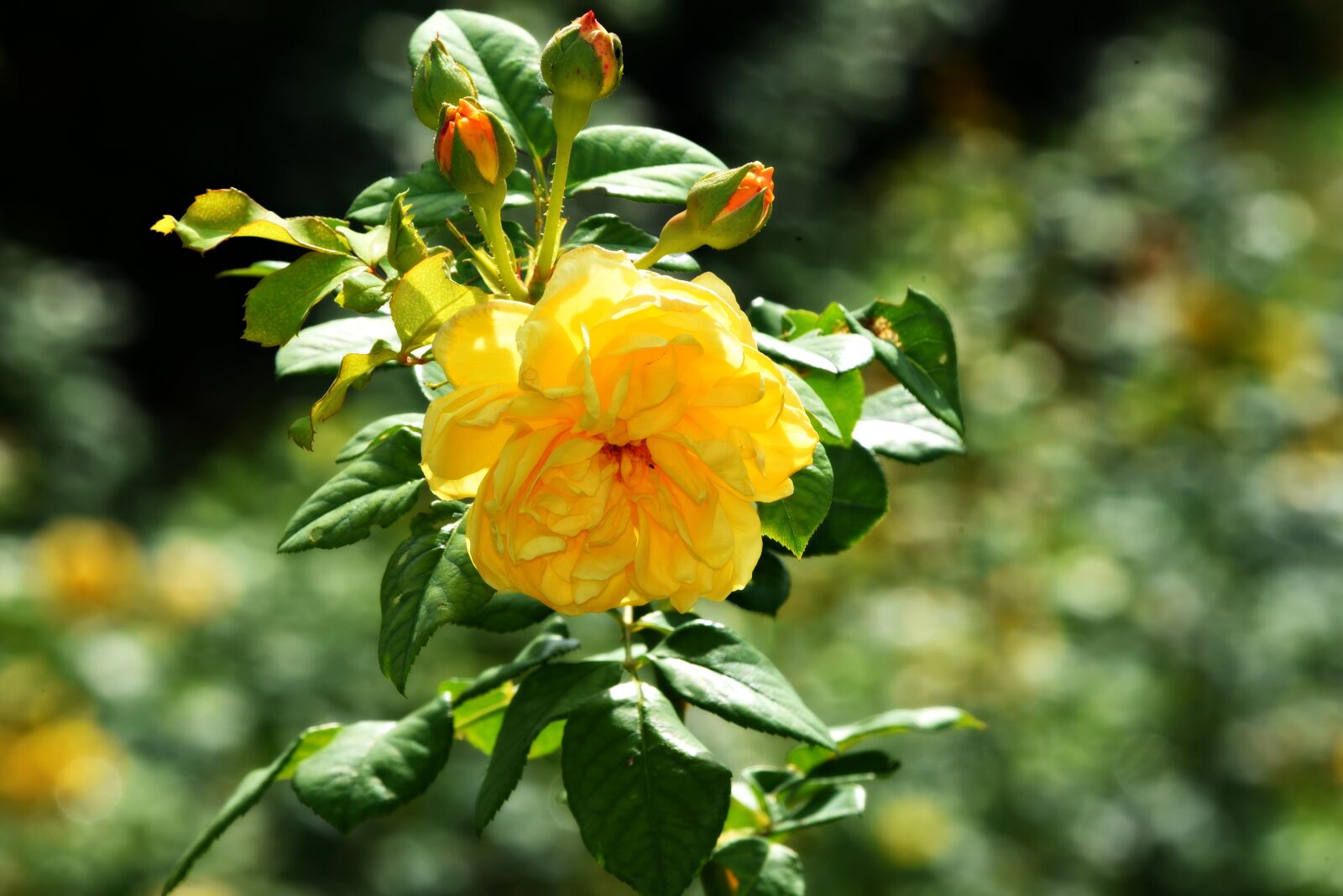 Nikon D750 sample photo. Yellow rose, flower, plant photography