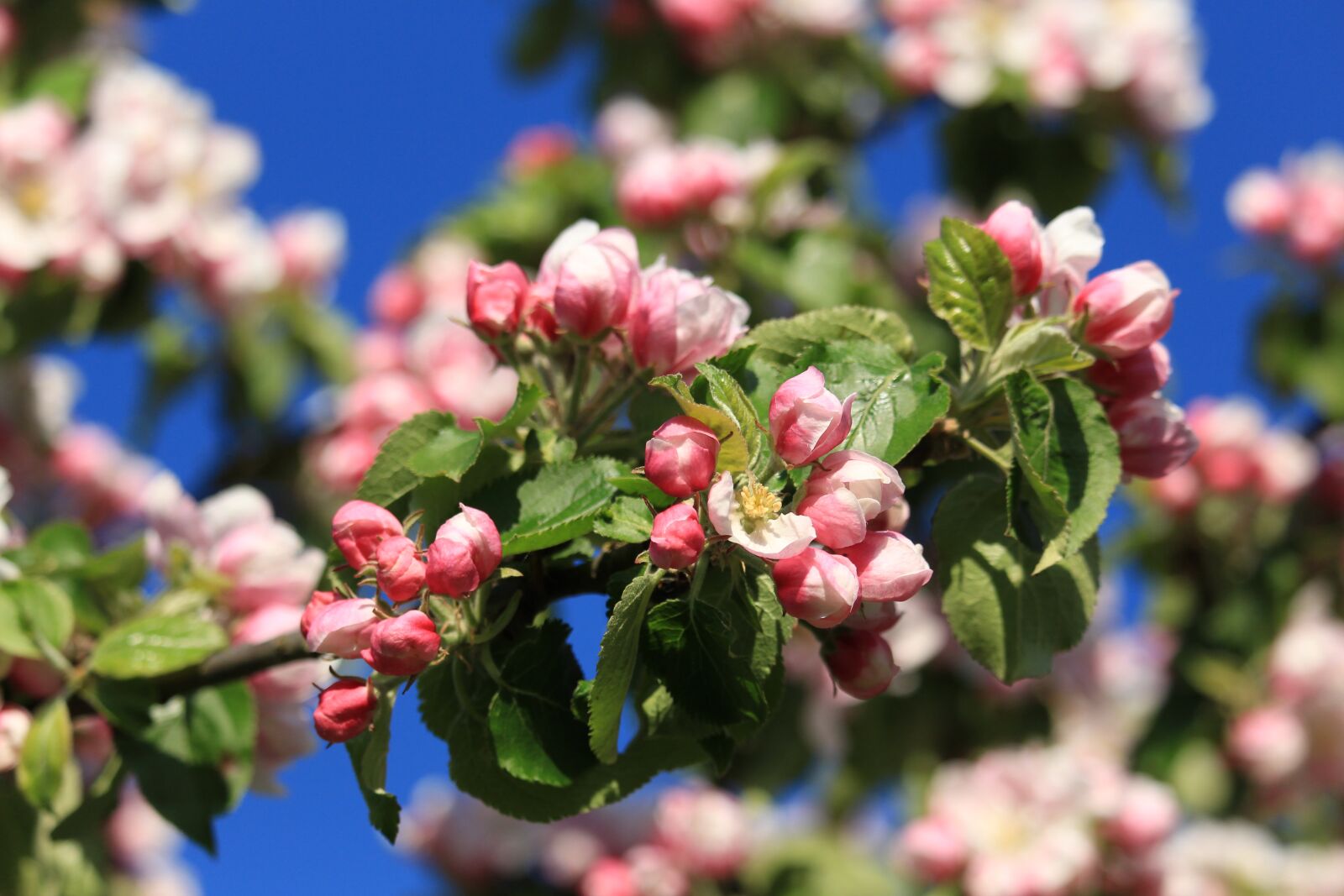 Canon EOS 700D (EOS Rebel T5i / EOS Kiss X7i) sample photo. Apple blossom, spring, apple photography