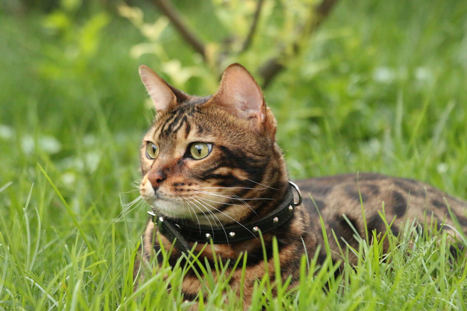 Canon EOS 70D + Canon EF 70-200mm F4L IS USM sample photo. Bengal cat, cat, tiger photography