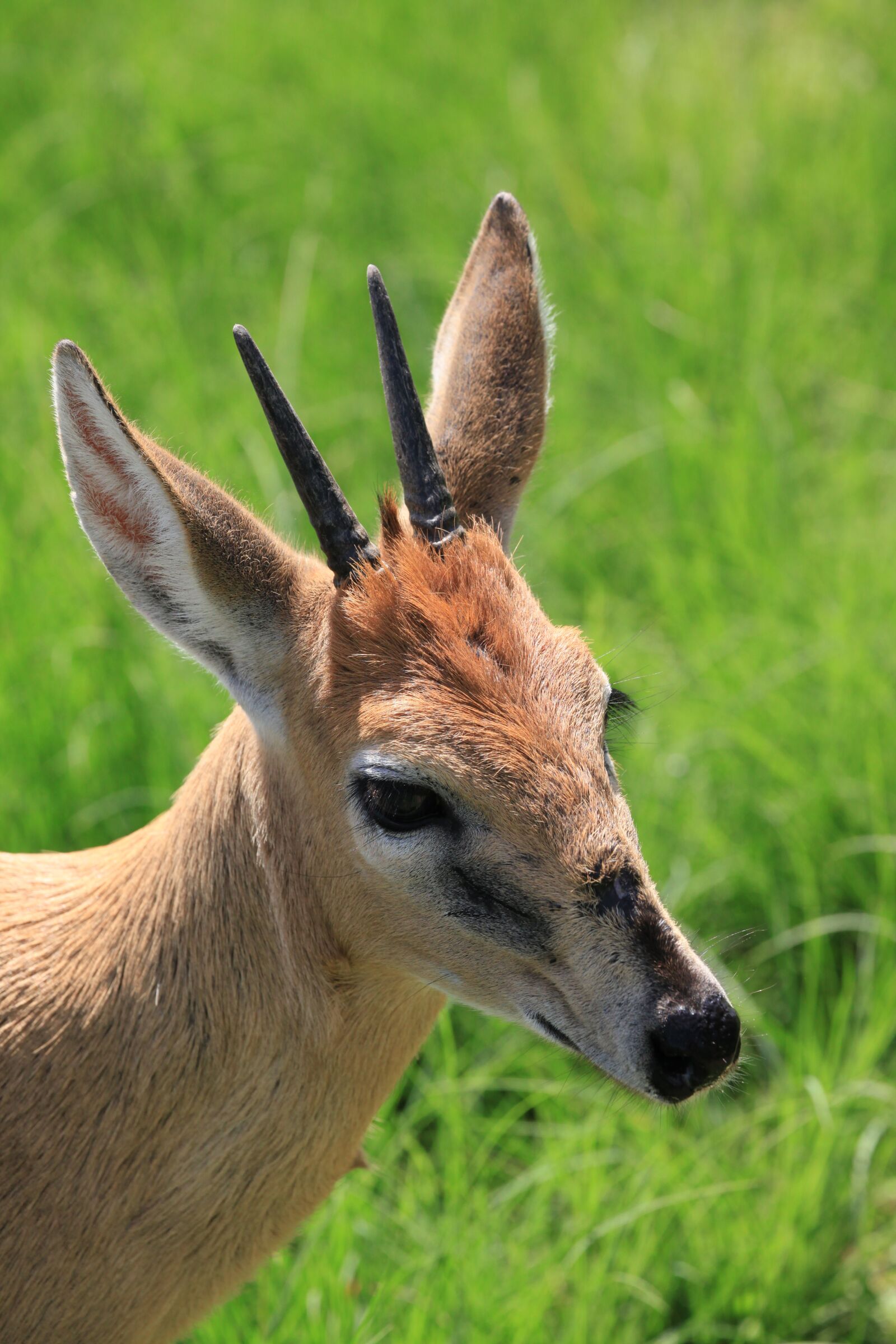 Canon EOS 5D Mark II sample photo. Duiker, africa, animal photography