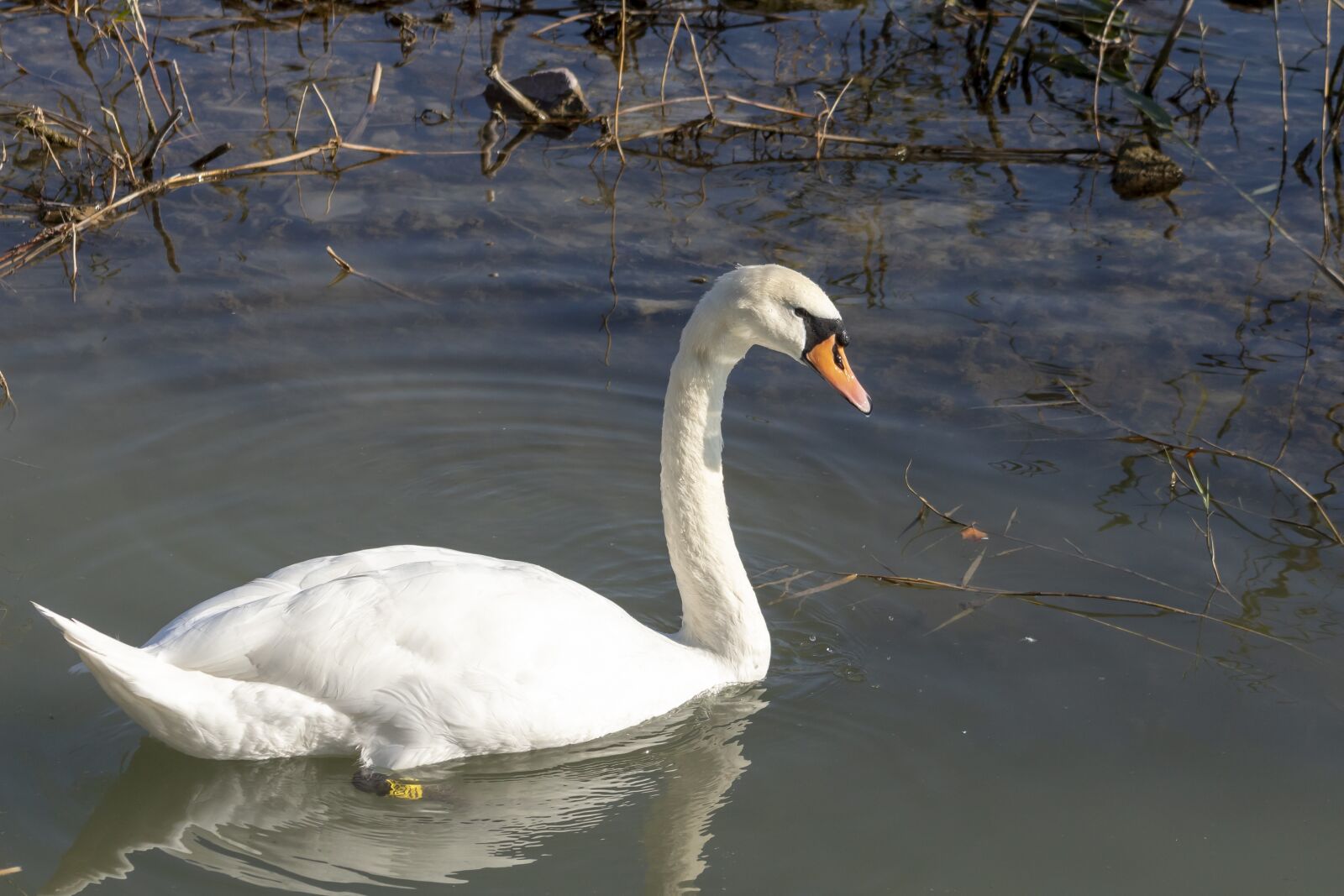 Canon EF75-300mm f/4-5.6 sample photo. Mute swan, bird, swim photography