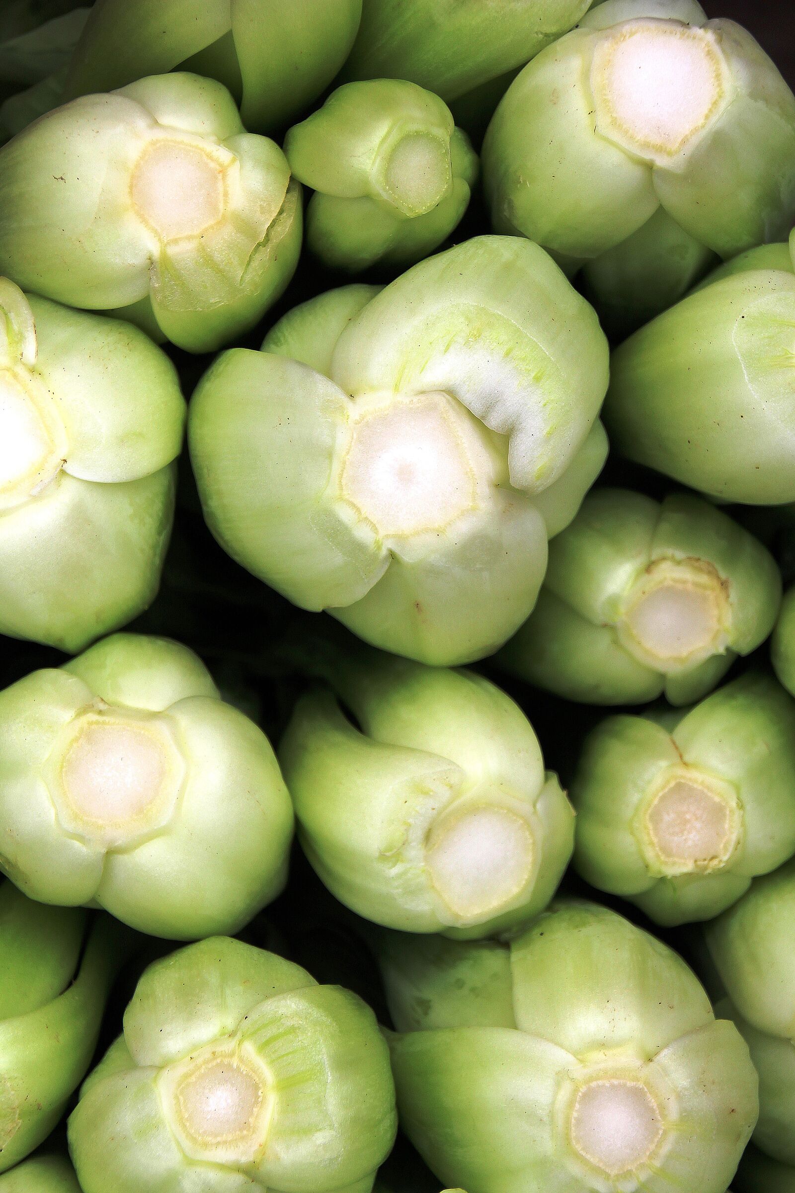 Canon EOS 700D (EOS Rebel T5i / EOS Kiss X7i) sample photo. Celery, vegetable, greens photography