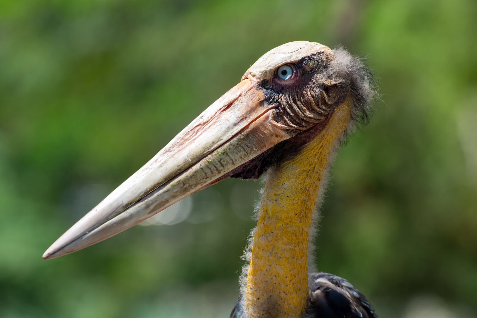 Nikon D7100 sample photo. Bird, animal, nature photography