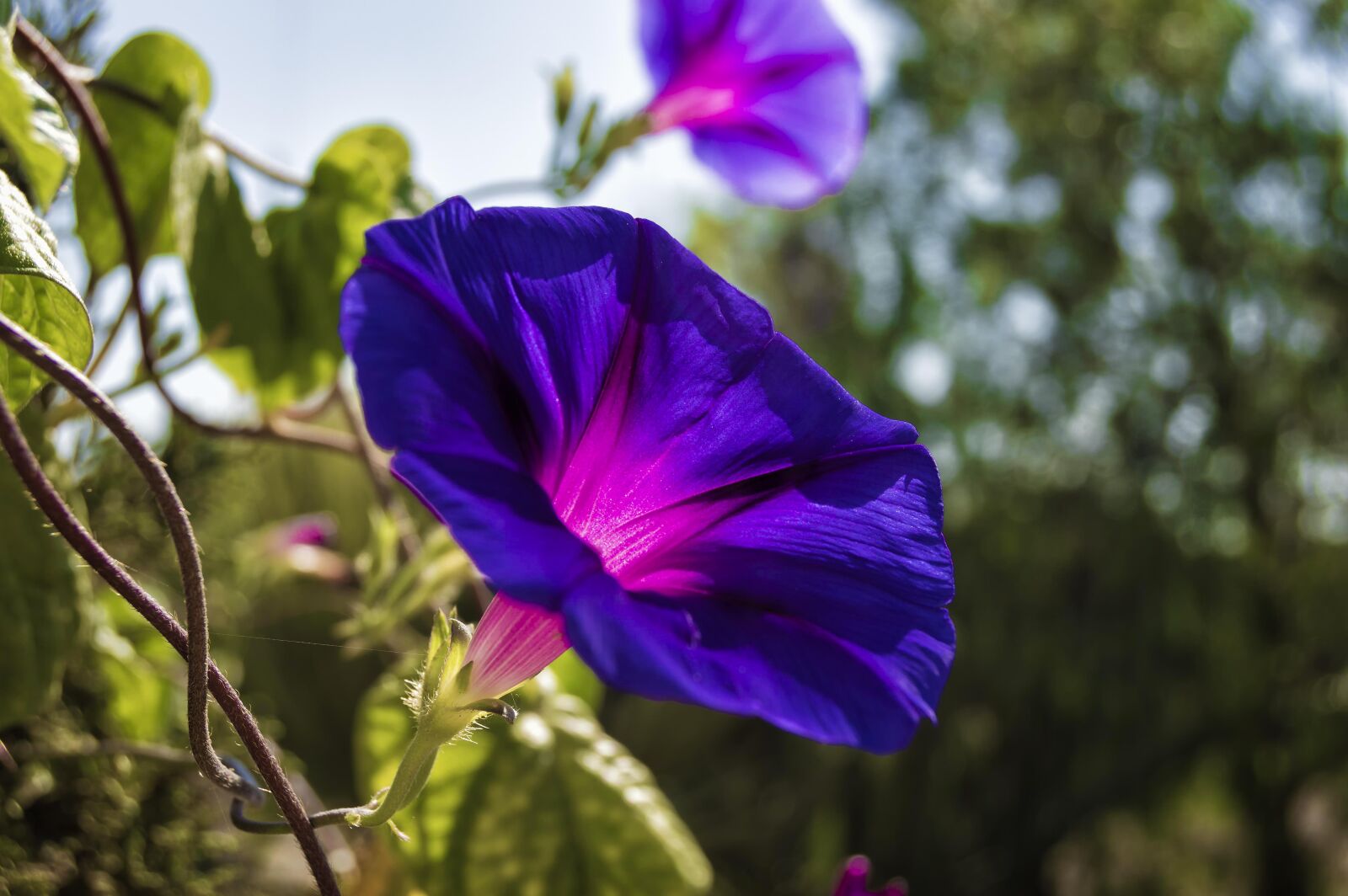 Nikon D3200 sample photo. Morning glory, bells, bluebells photography