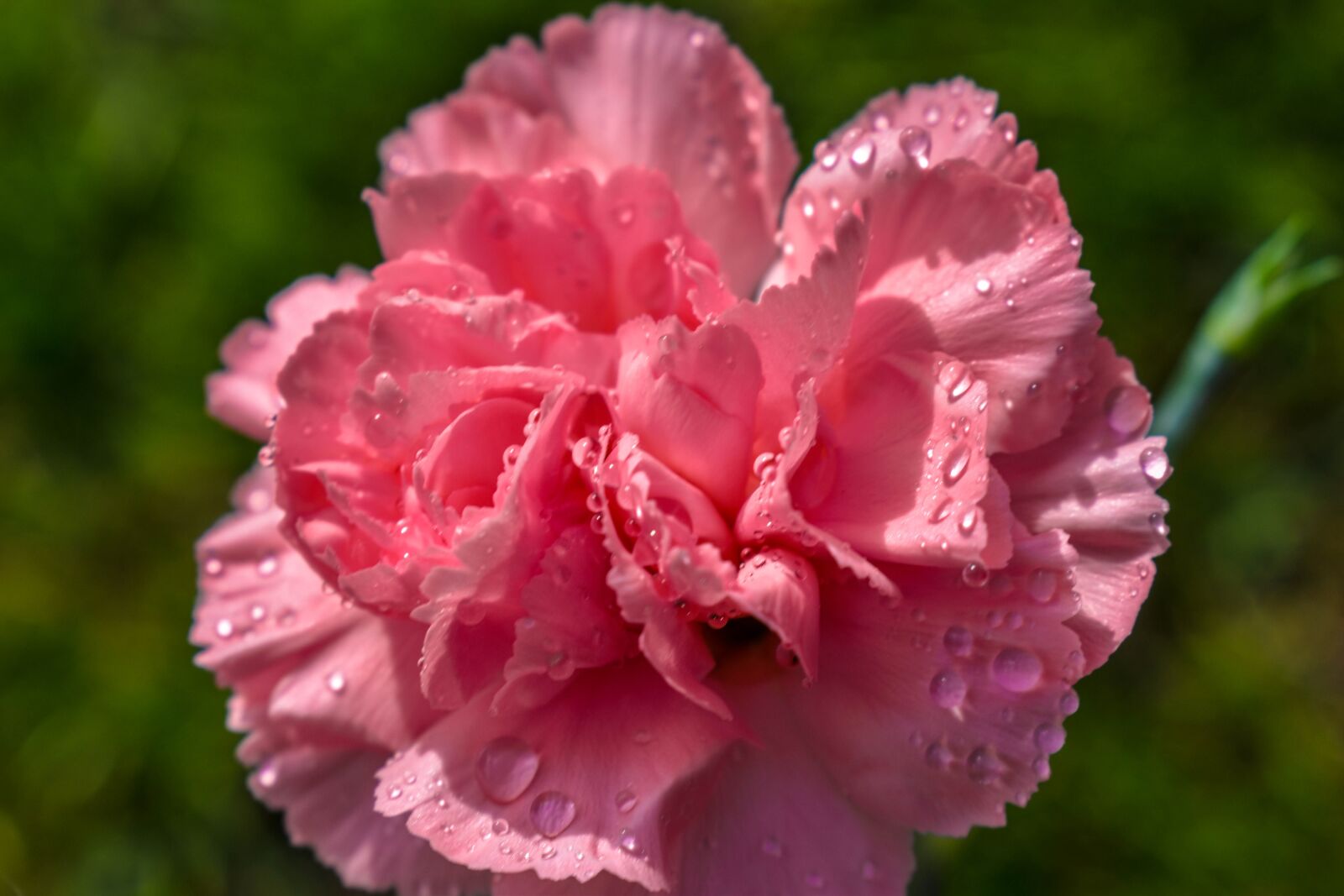 Nikon D3500 sample photo. Pink, flower, nature photography