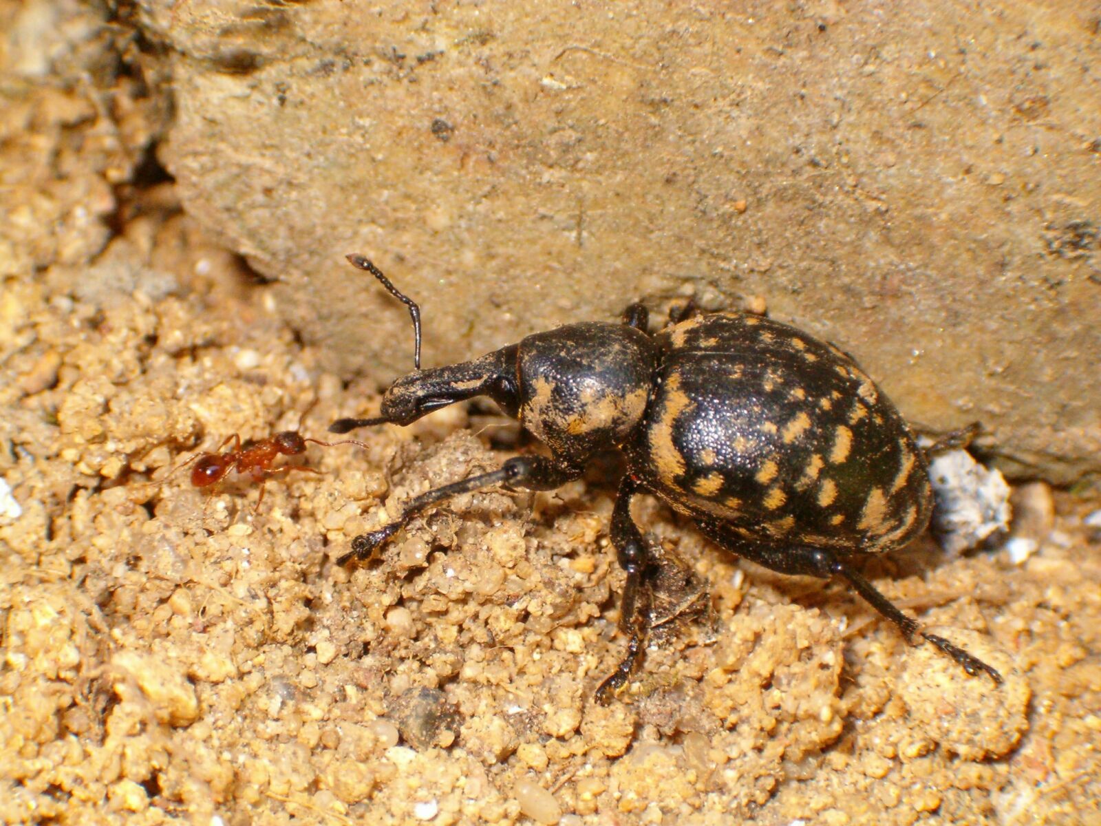 HP PHOTOSMART 735 sample photo. Beetle, ant, animals photography
