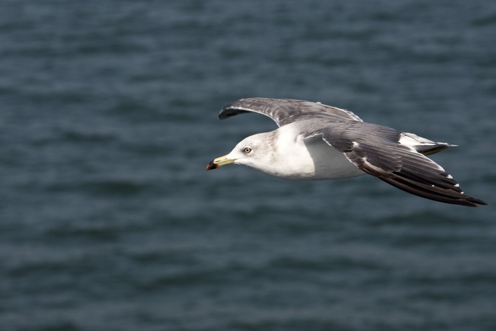 Canon EOS 5D sample photo. Seagull, sea birds, new photography