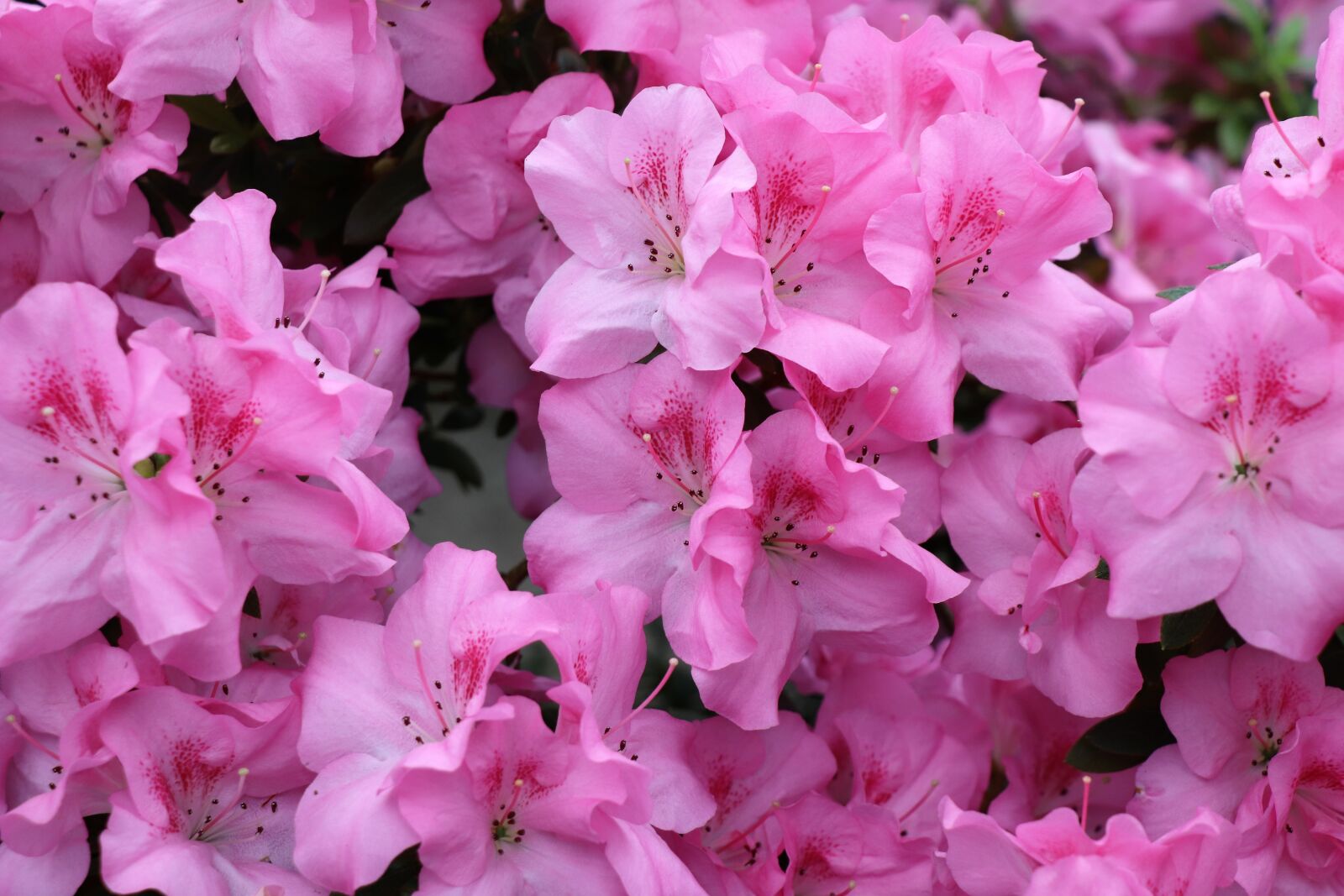 Canon EOS 77D (EOS 9000D / EOS 770D) sample photo. Flowers, azalea, bush photography
