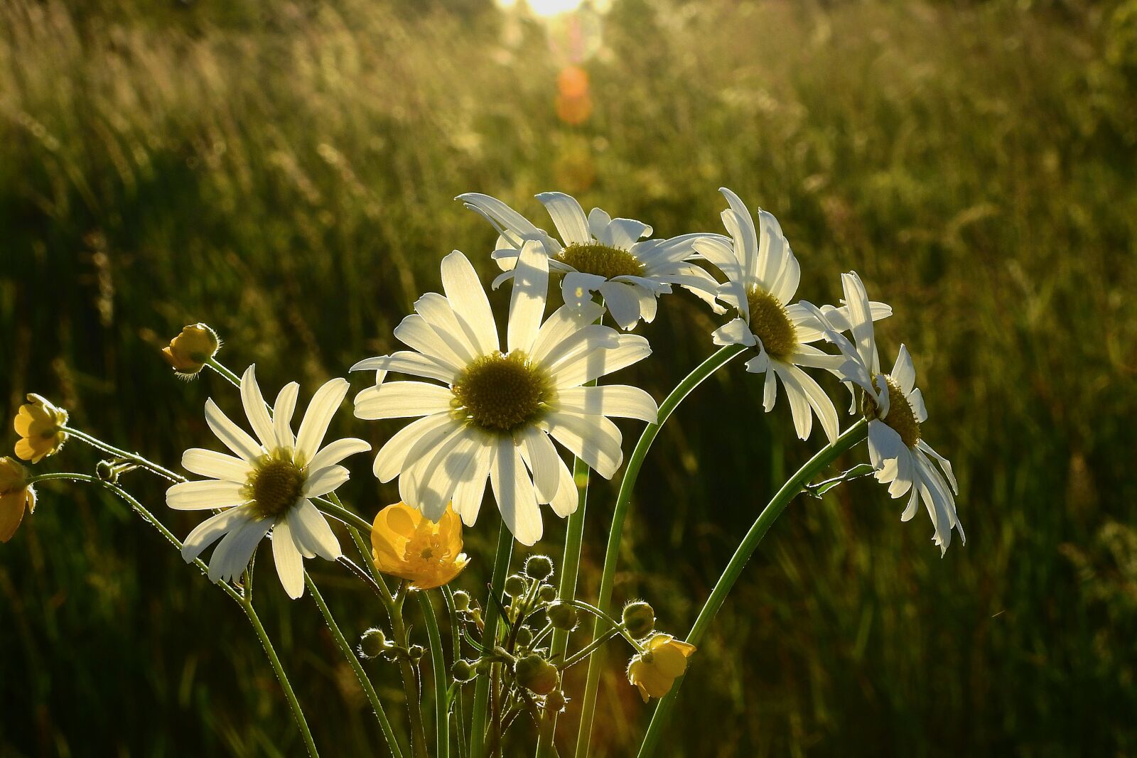 Nikon Coolpix P900 sample photo. Meadow, daisies, flowers photography