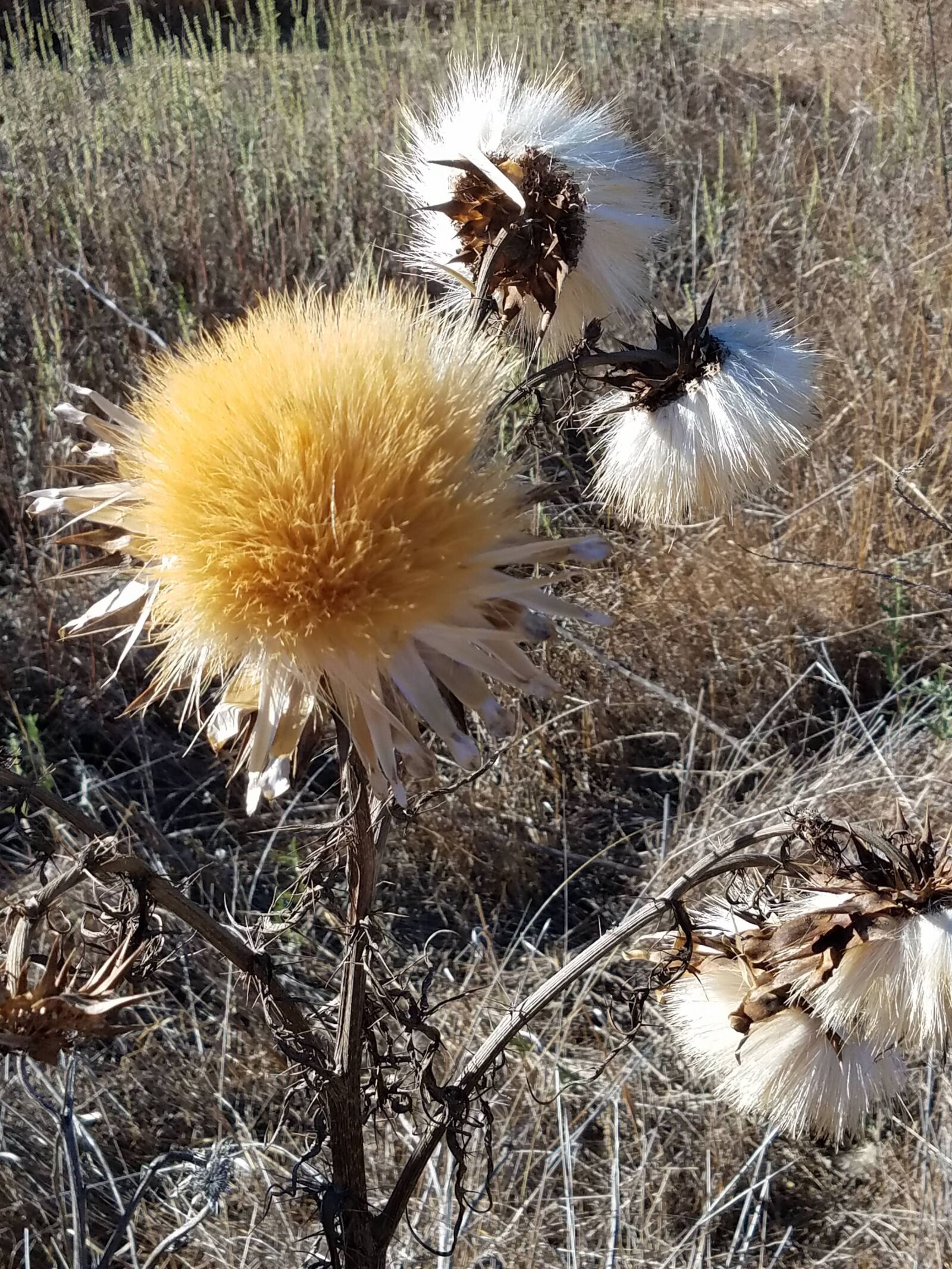 Samsung Galaxy S7 sample photo. Thistle, chaparral, flower photography