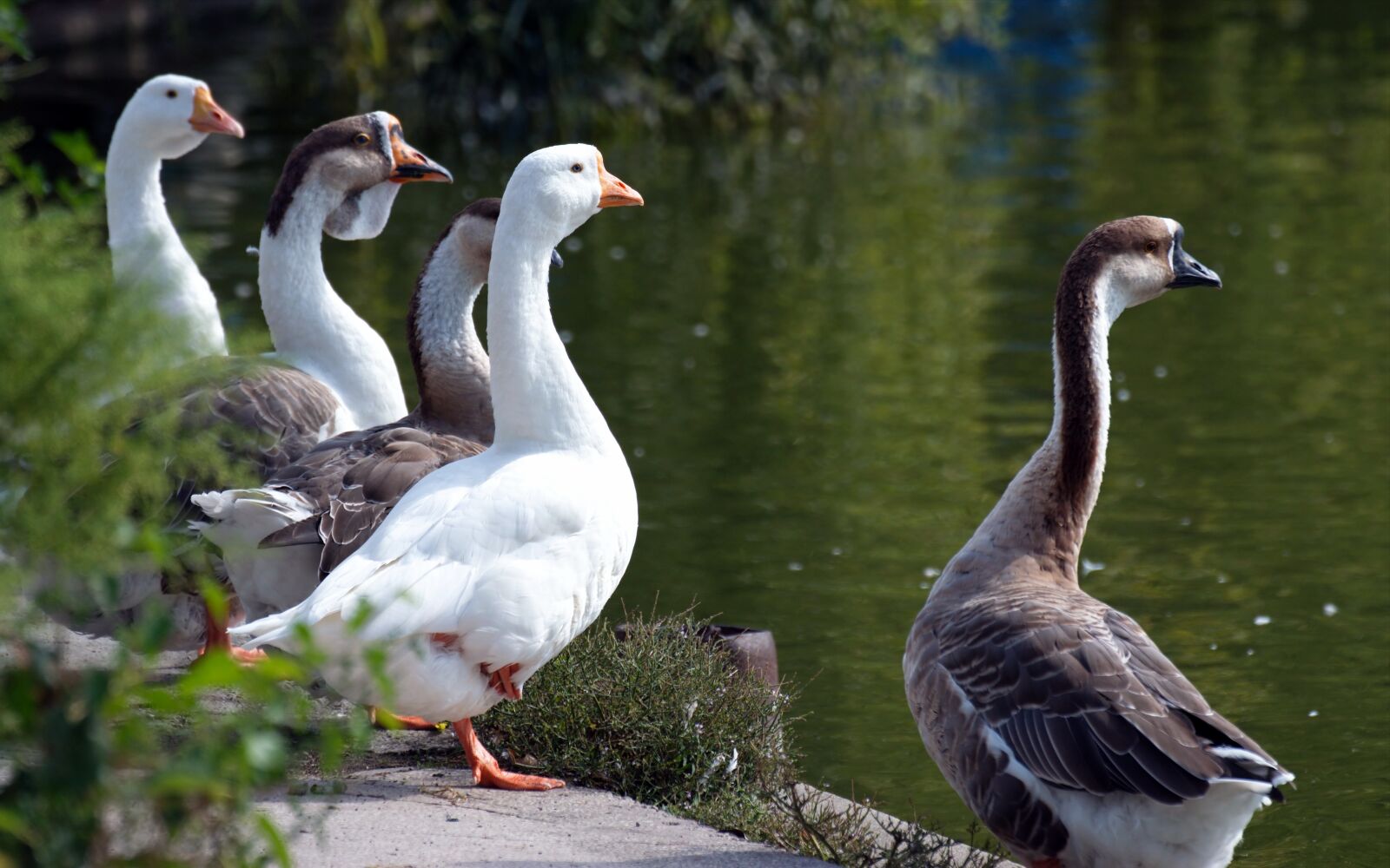Nikon D5300 sample photo. Group, goose, birds photography