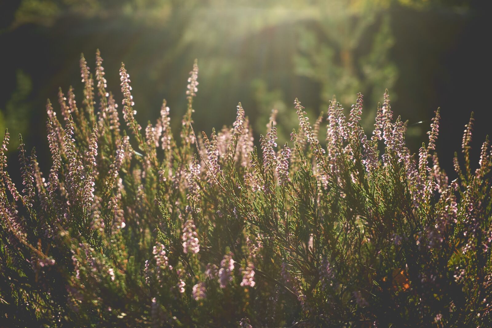 Sony a6000 sample photo. Bloom, blossom, flora photography