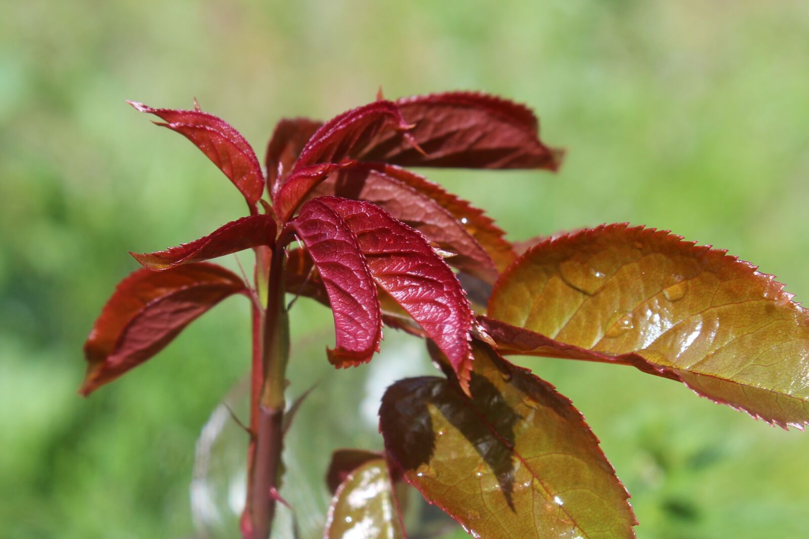 Canon EOS 1200D (EOS Rebel T5 / EOS Kiss X70 / EOS Hi) sample photo. Leaf, nature, rosebush photography