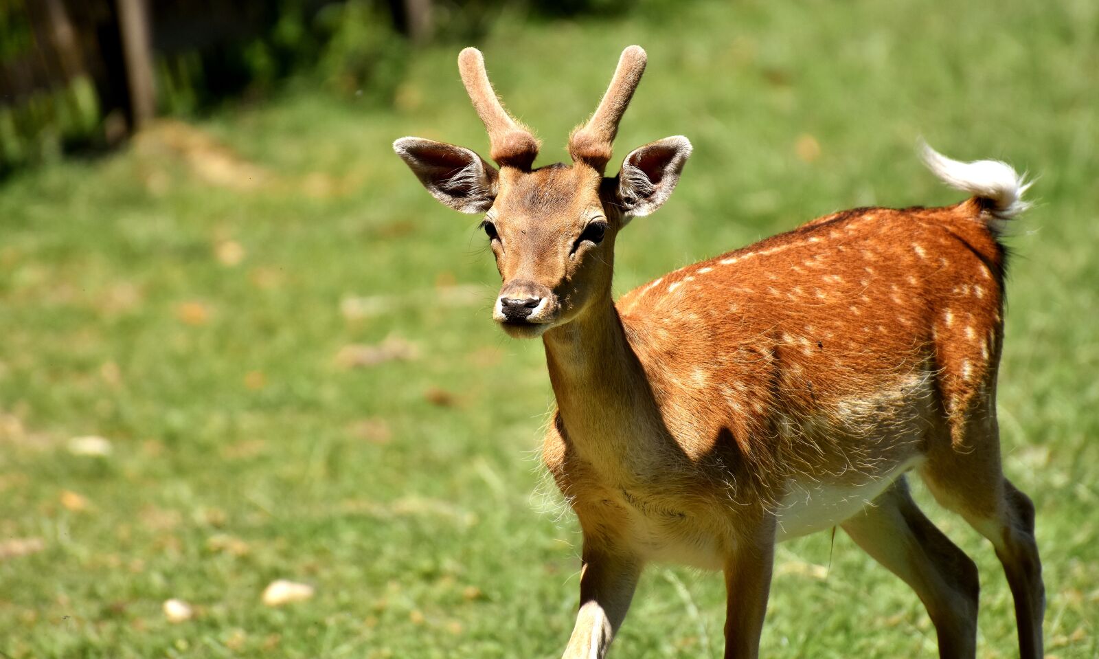 Nikon D7200 sample photo. Red deer, roe deer photography