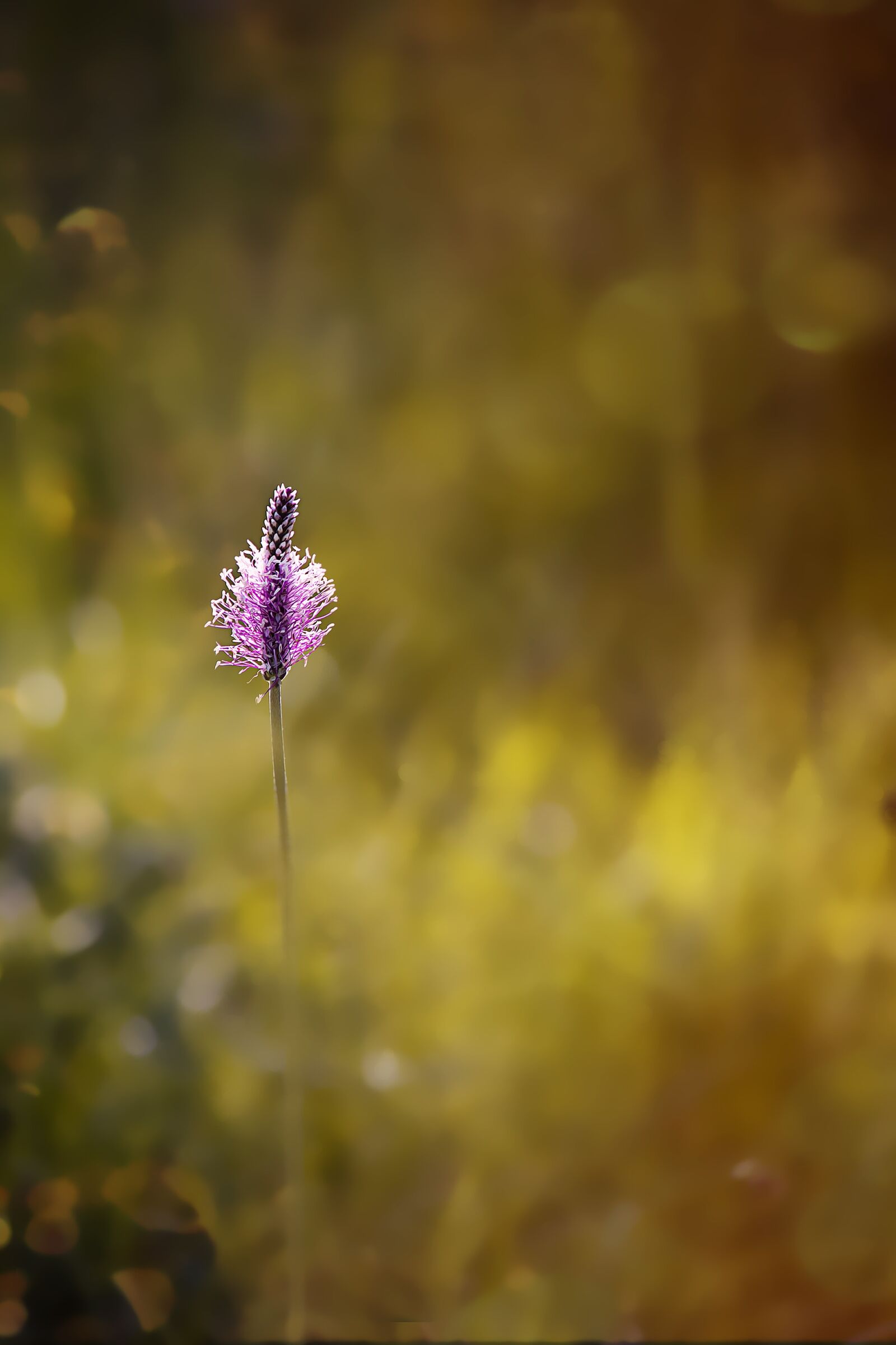 Nikon D7100 sample photo. Plantain, plant, nature photography