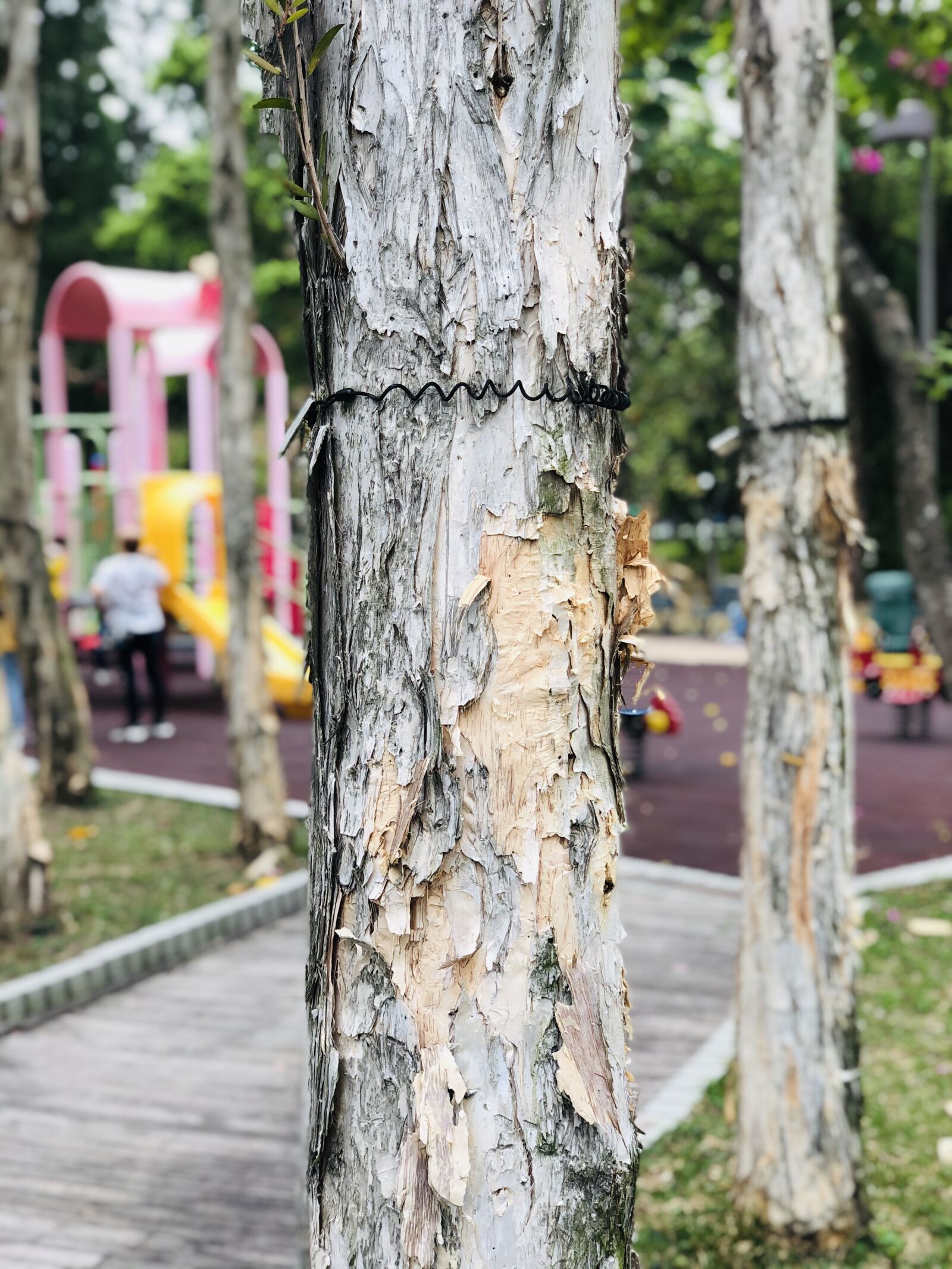 iPhone X back dual camera 6mm f/2.4 sample photo. Tree, spring, winter photography