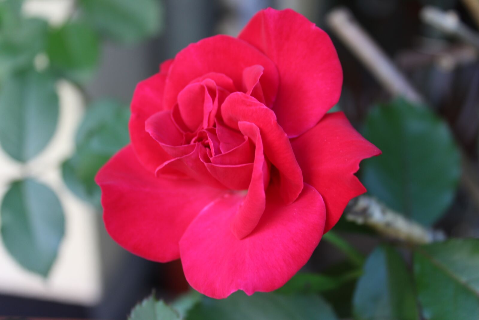Canon EOS 1300D (EOS Rebel T6 / EOS Kiss X80) sample photo. Red rose, rose, love photography
