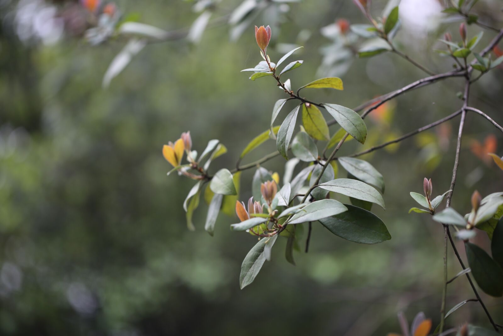 Canon EF 100mm F2.8L Macro IS USM sample photo. Greenery, spring, flag photography